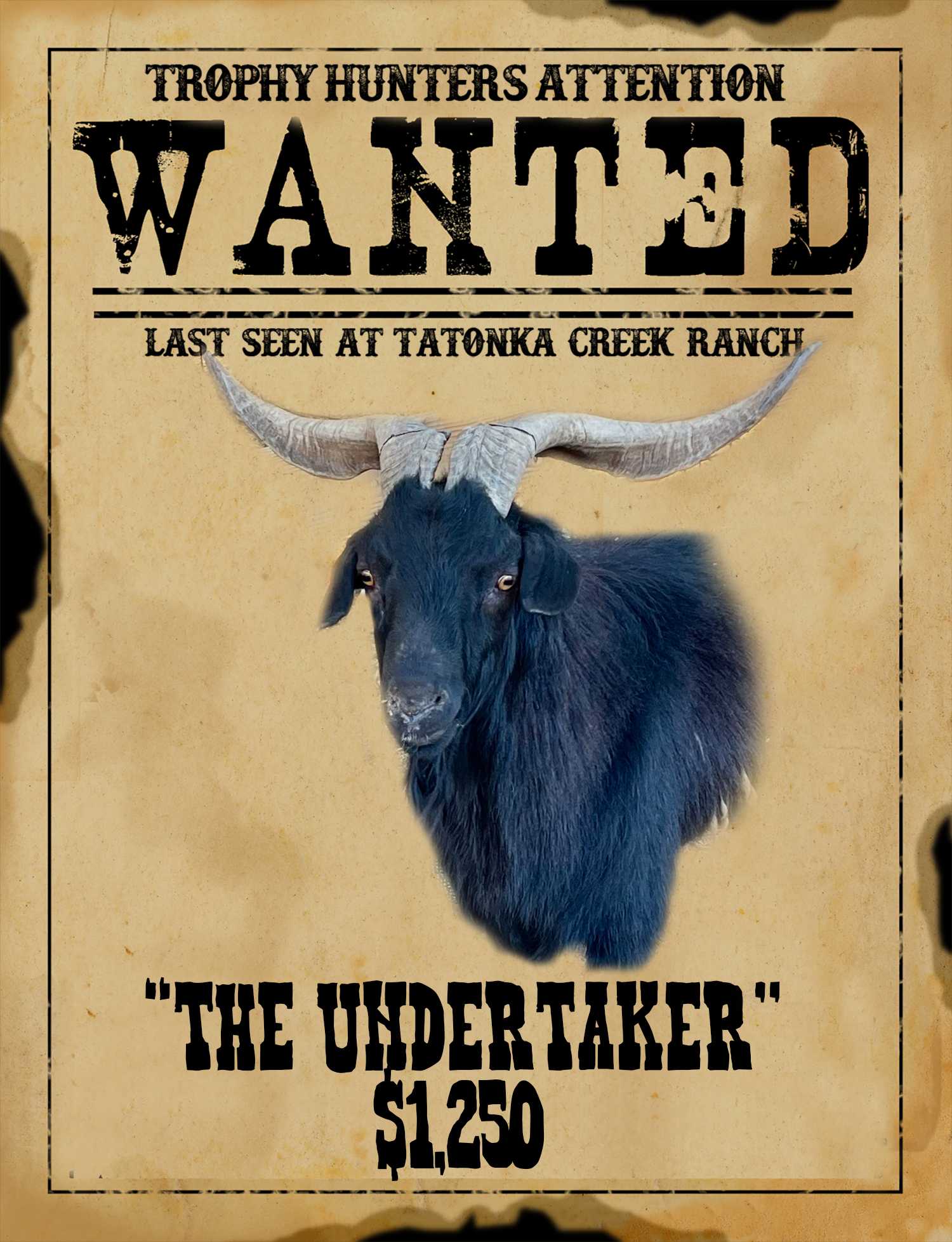 trophy catalina goat hunt in benavides texas