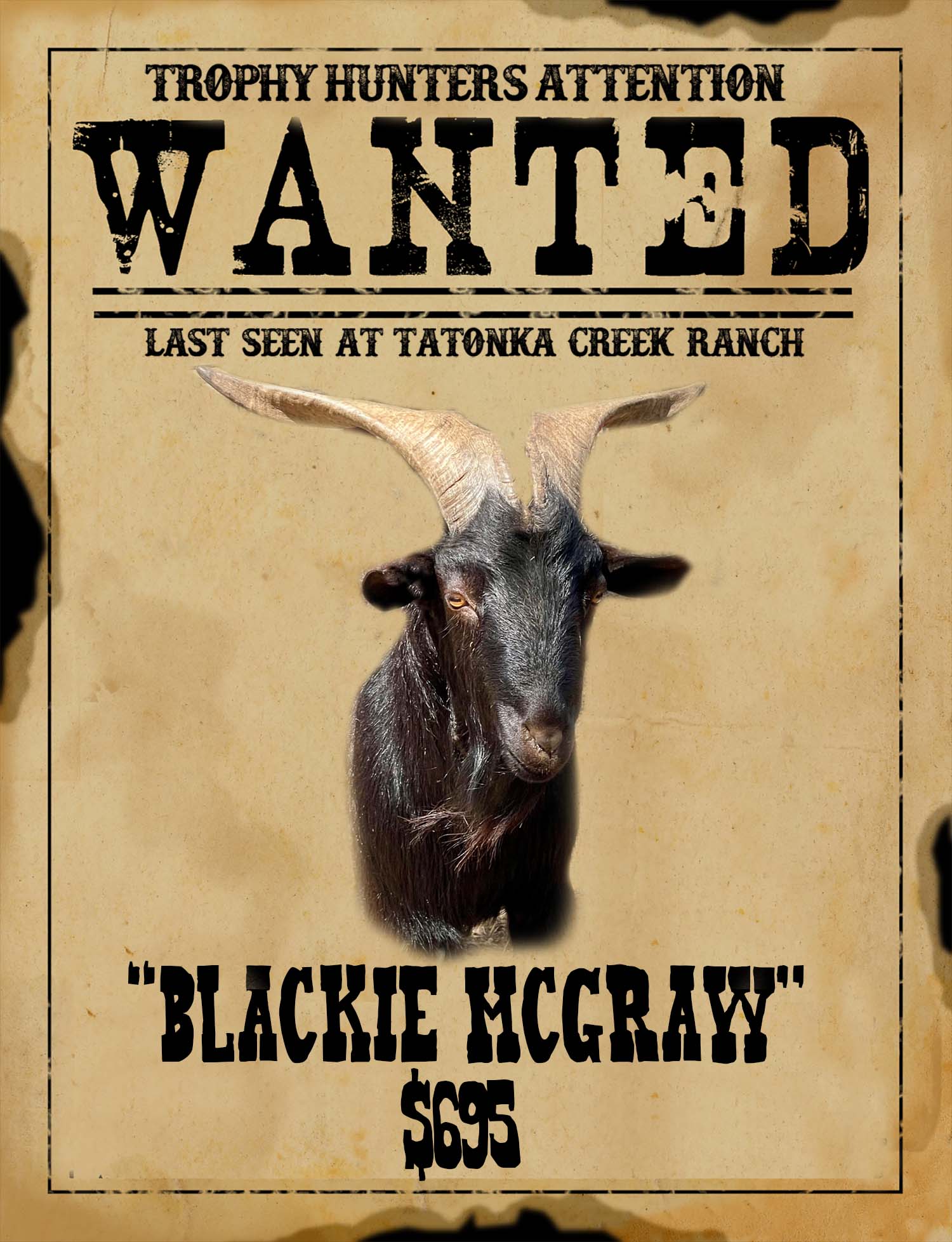 trophy black catalina goat hunt in benavides tx