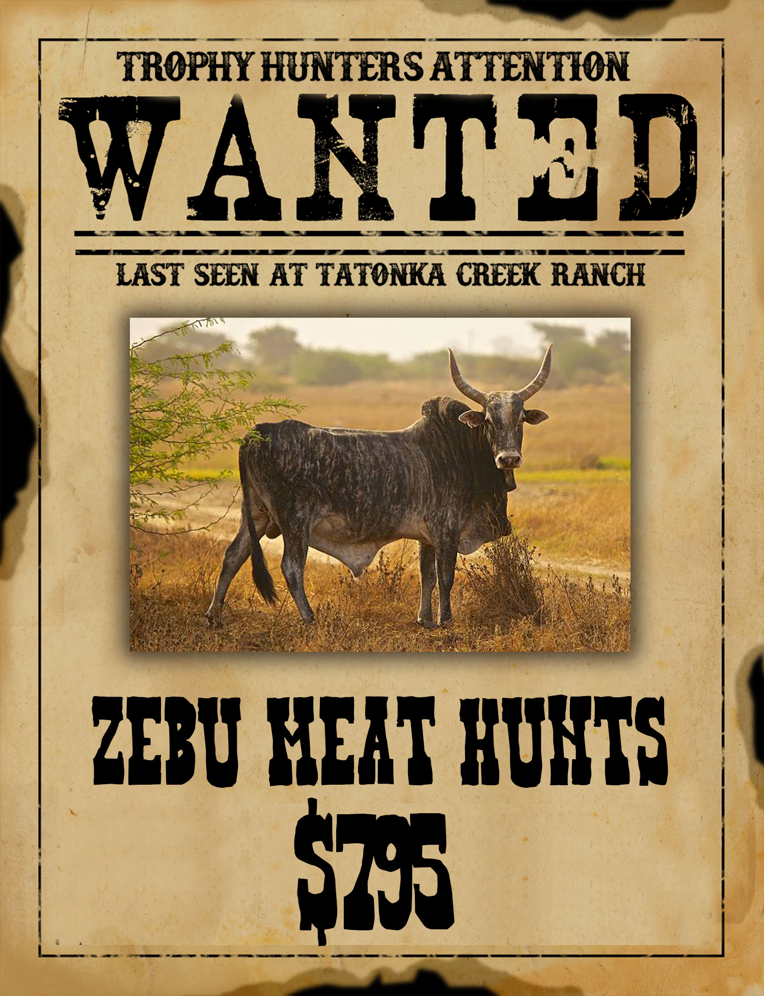 asiatic zebu hunts in south texas
