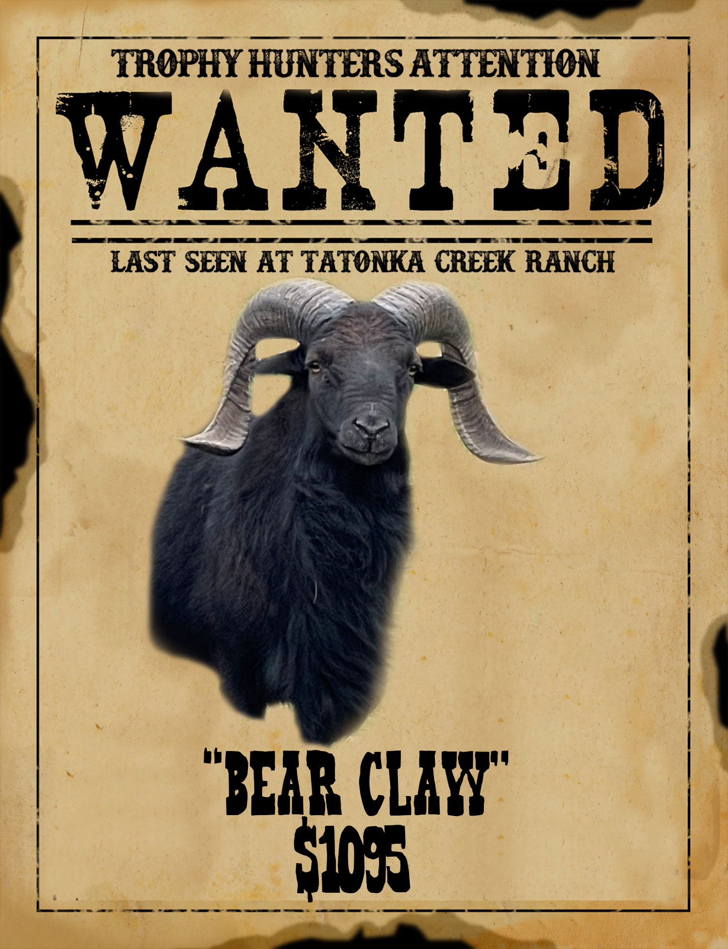 black sheep hunt in south texas