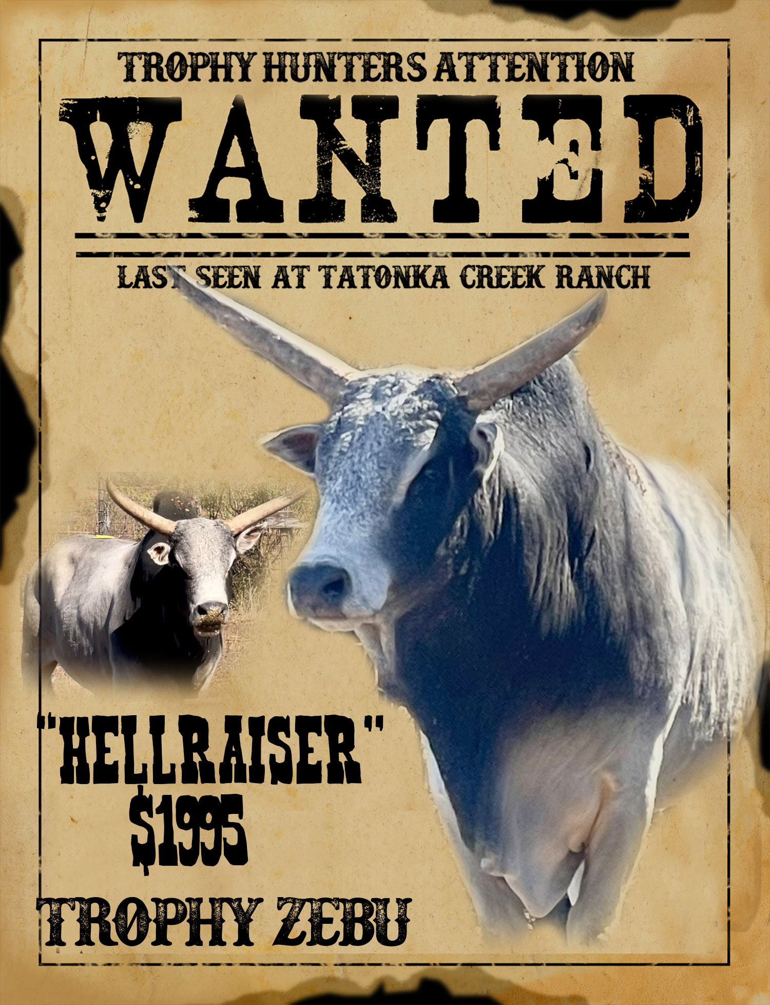 trophy zebu bull hunt in south texas