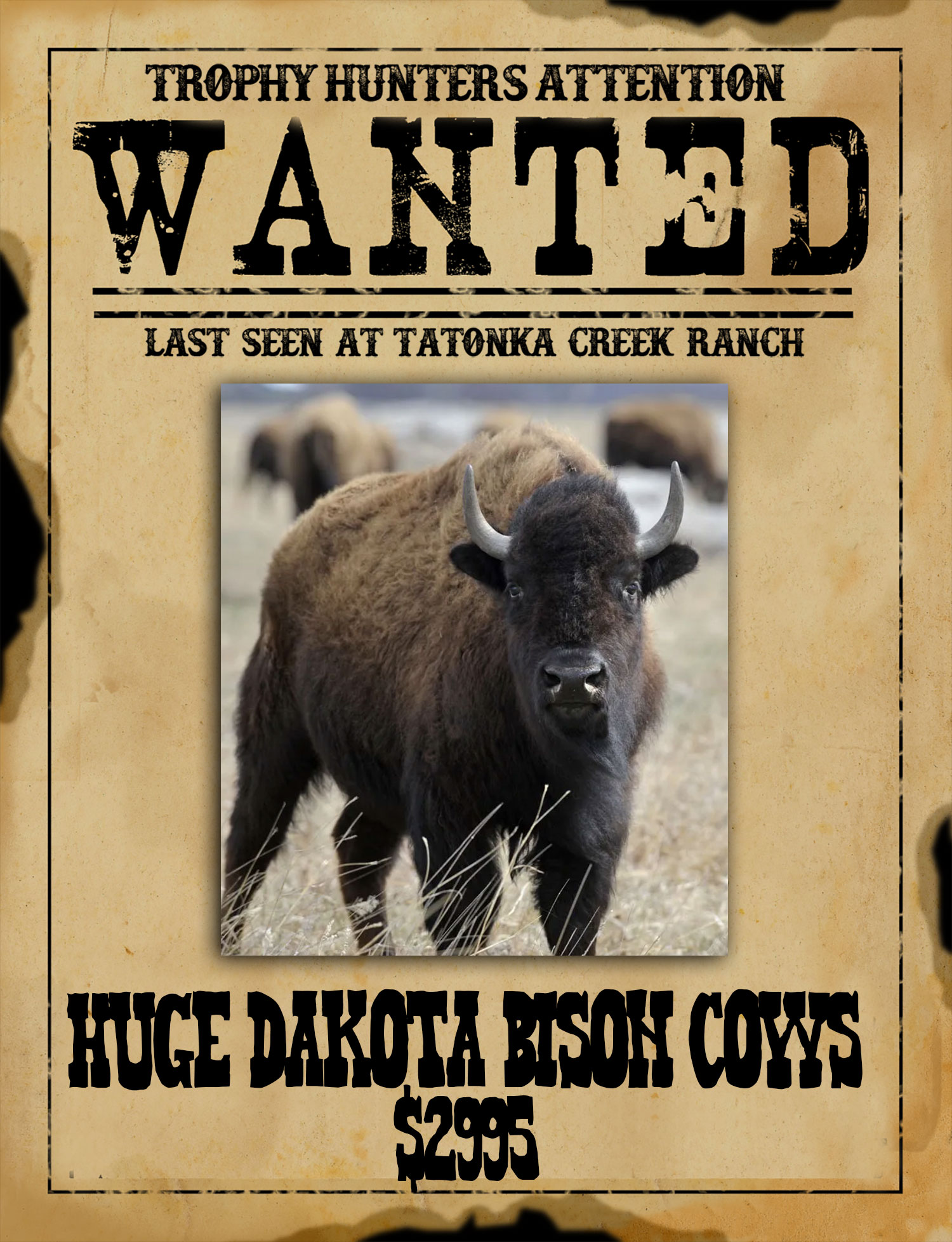 huge bison cow hunts in south texas
