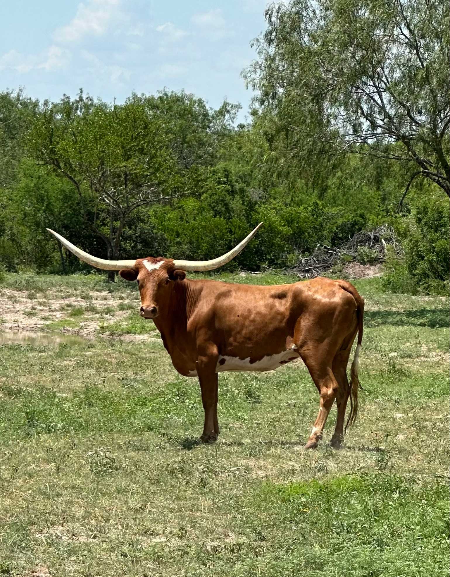 trophy Longtusi Hunt in south texas