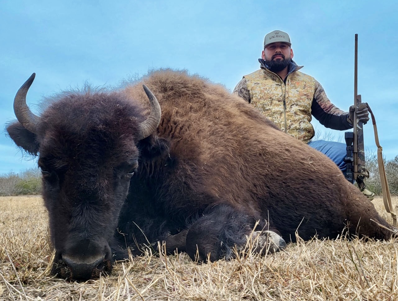 huge buffalo cow hunt in south texas