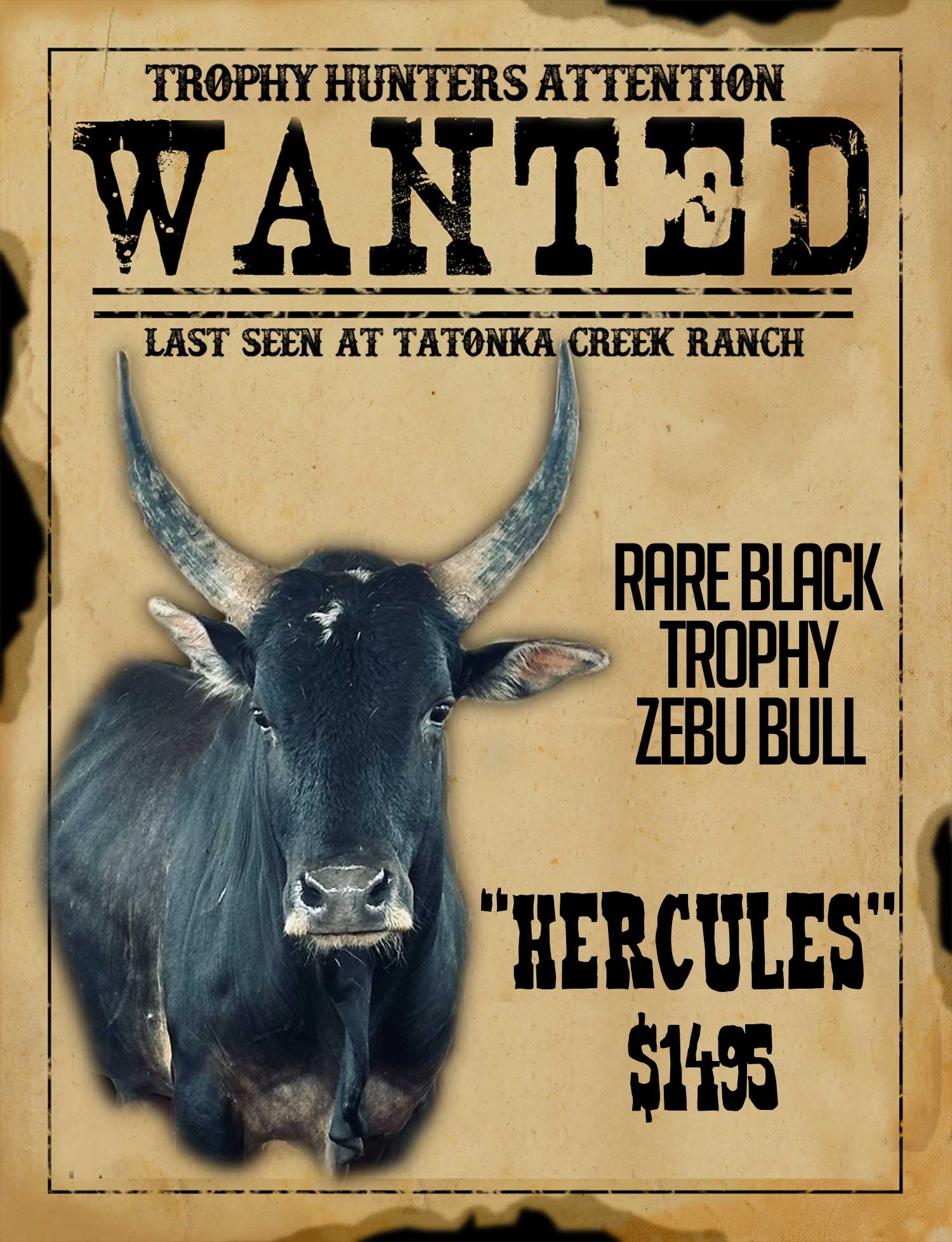 trophy zebu bull hunt in south texas