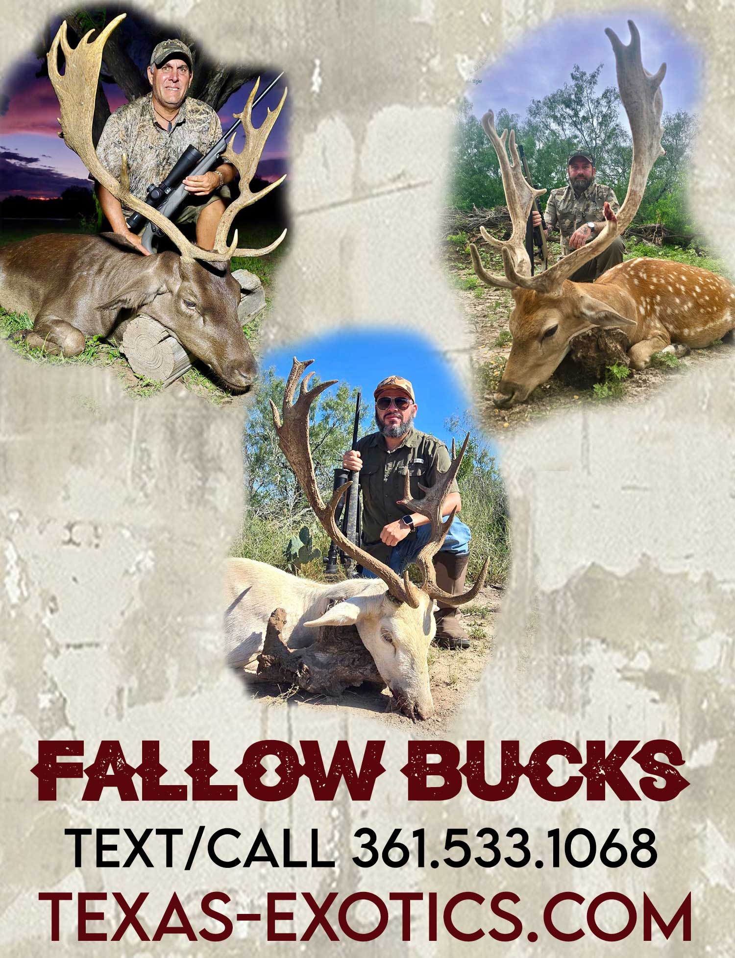 trophy fallow buck hunt in south texas