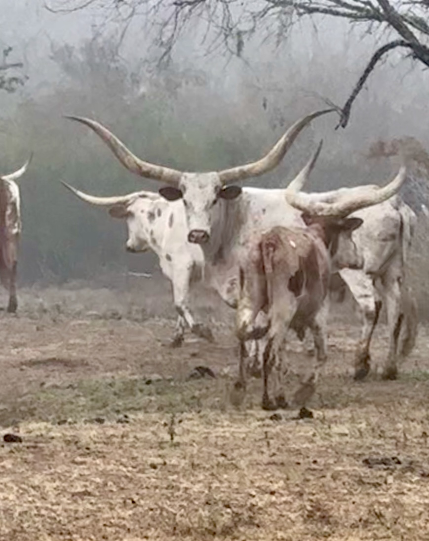 trophy longtusi hunt in south texas