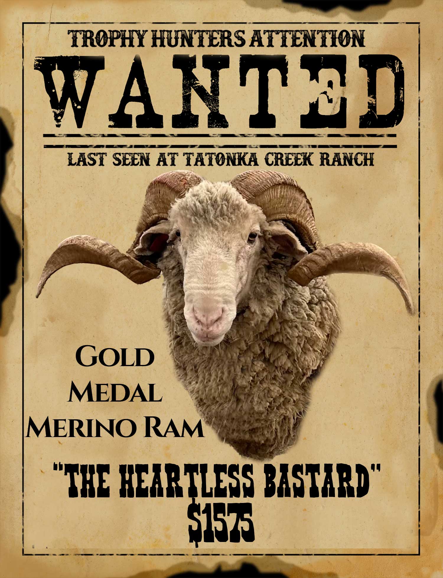 trophy merino ram hunt in south texas