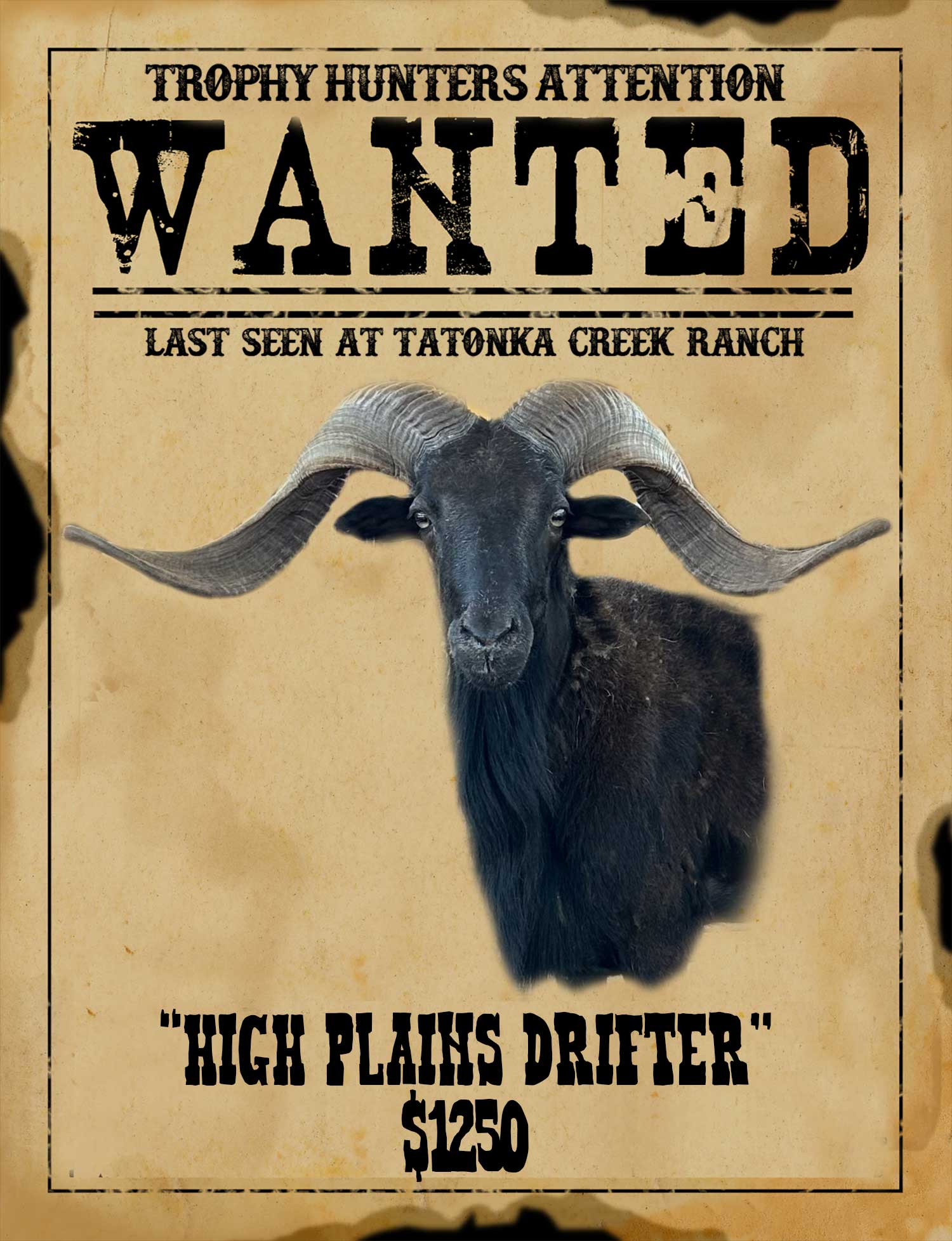 high-palins mega trophy hawaiian ram hunt in south texas
