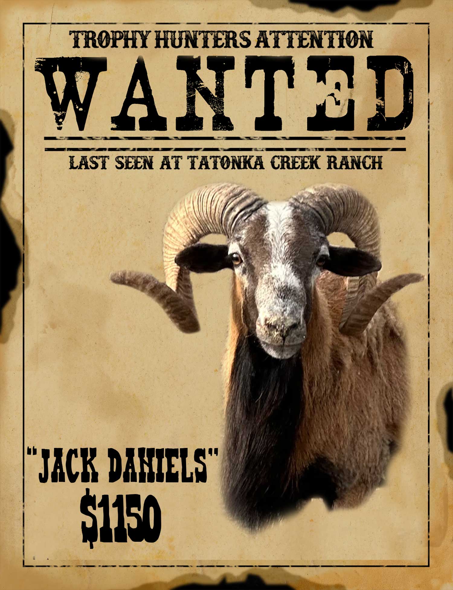 jack-daniels massive rocky mountain bighorn hunt in south texas