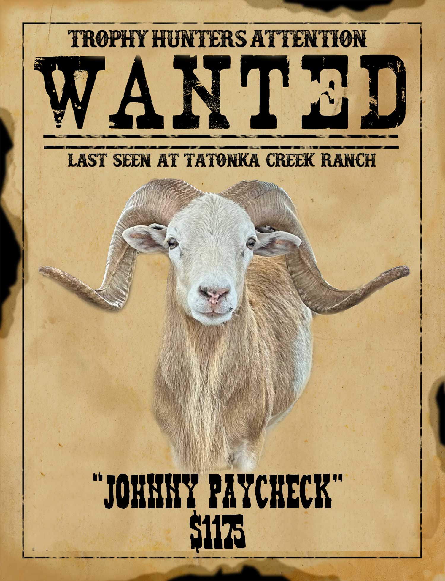 johnny-paycheck trophy bighorn ram hunt in south texas