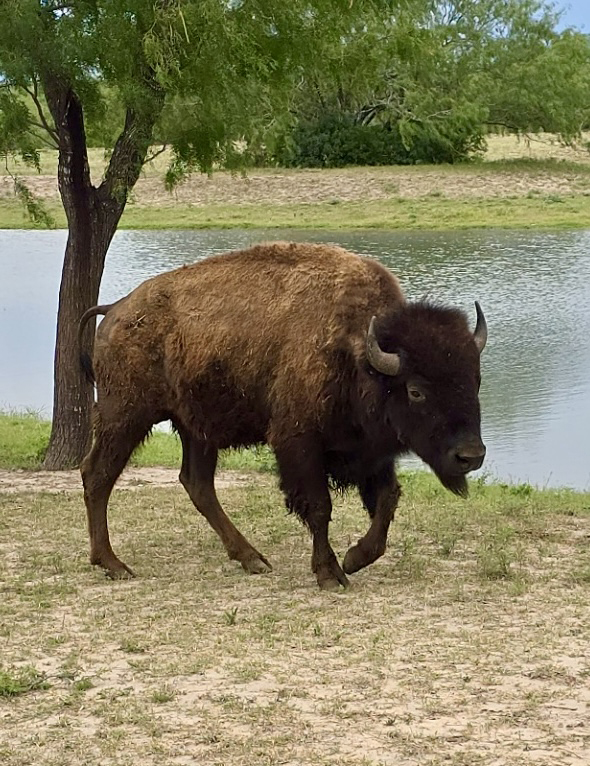 trophy bison bull hunt in south texas