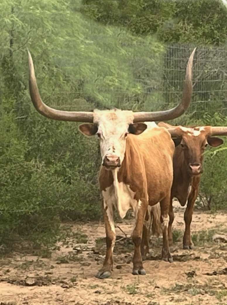 trophy watusi hunt in south texas