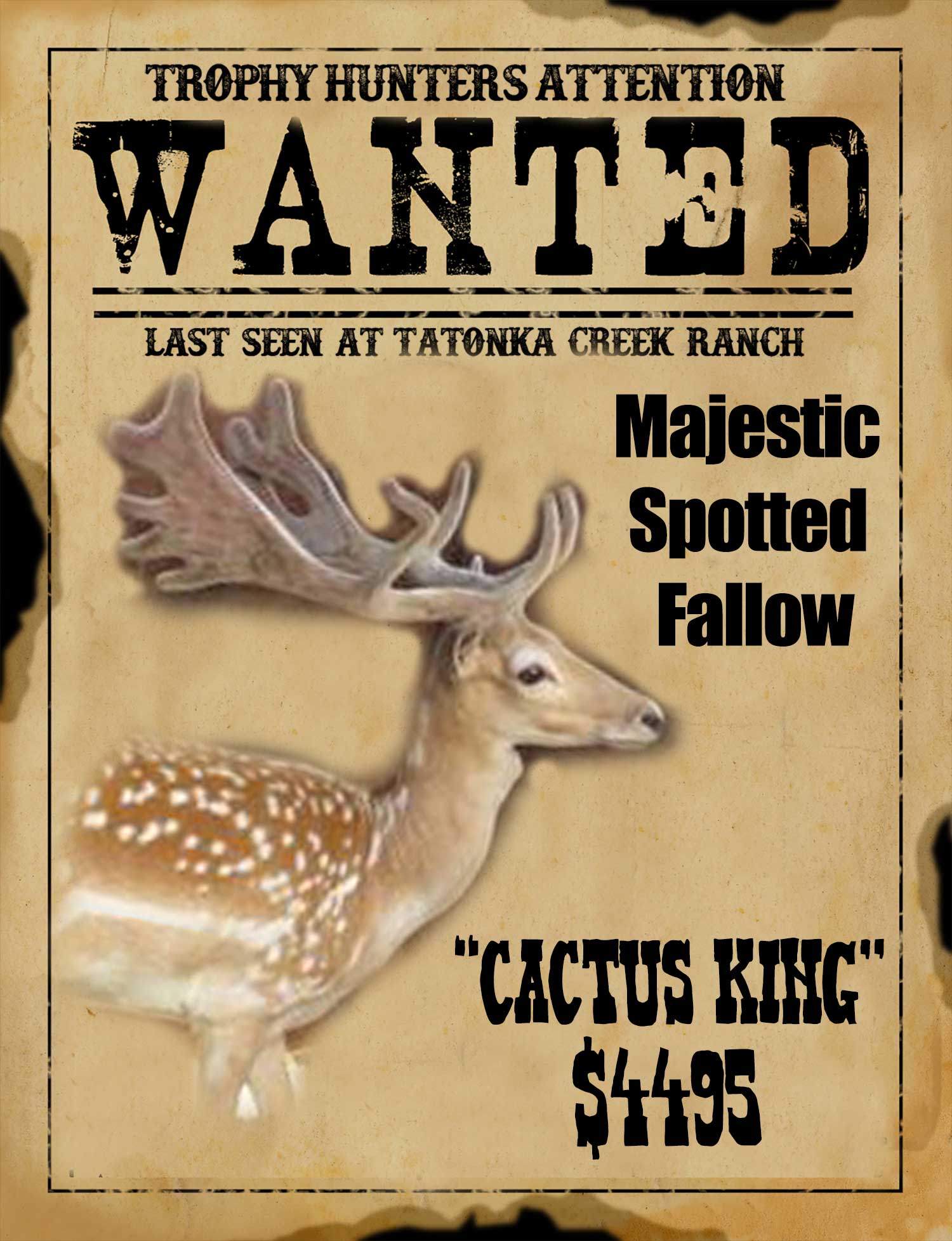 trophy spotted fallow hunt in south texas