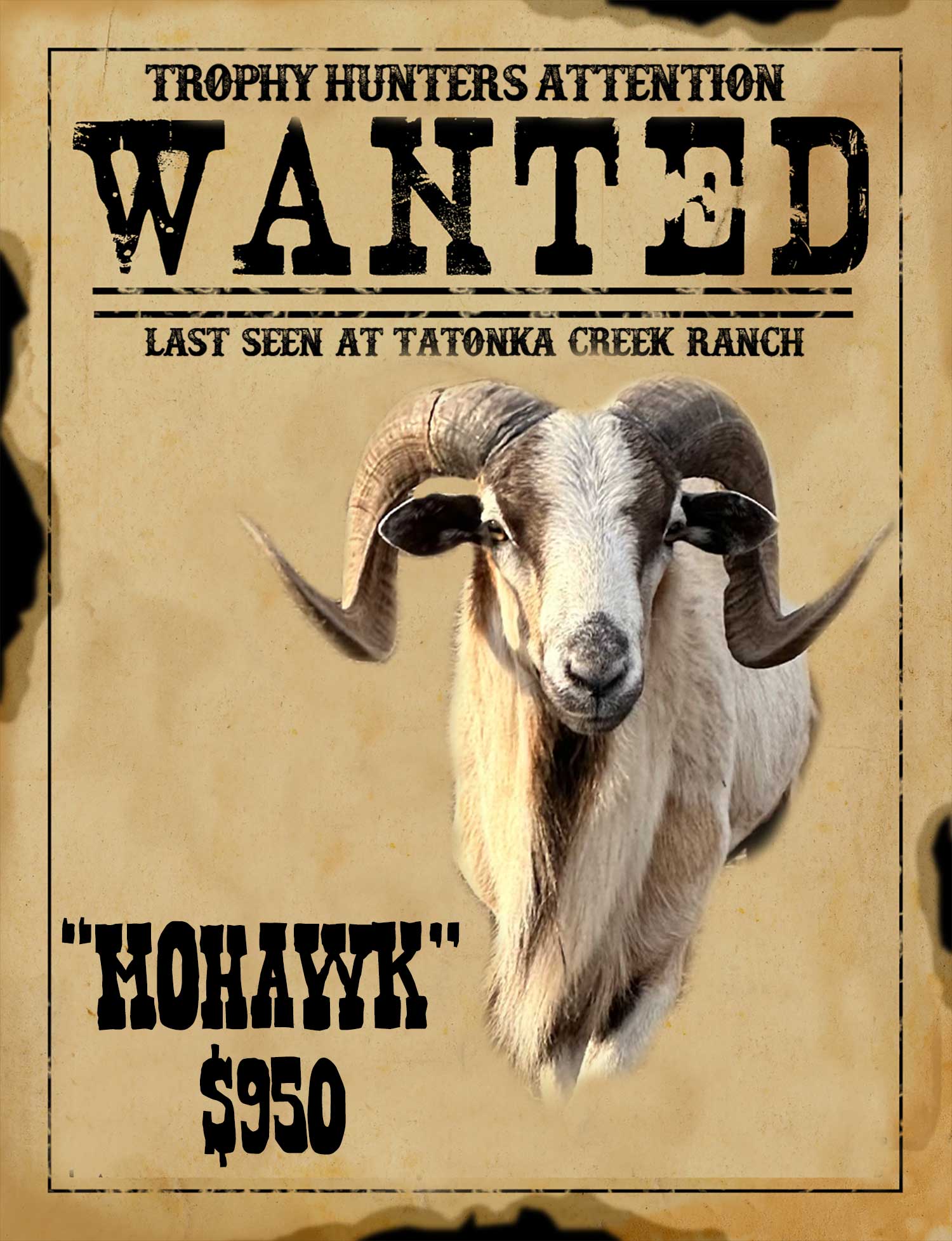 trophy corsican ram hunt in south texas