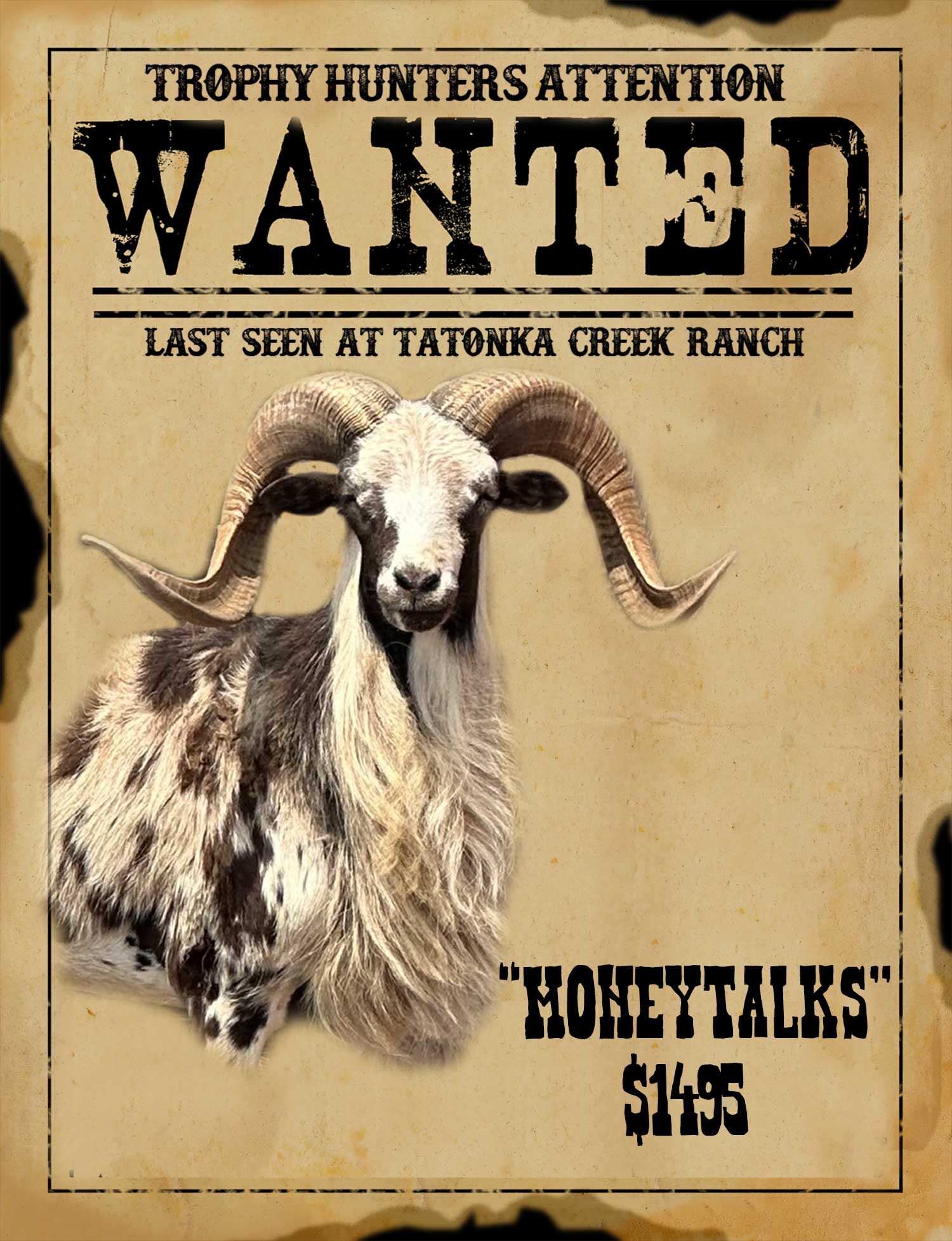 moneytalks record book painted desert sheep hunt in texas