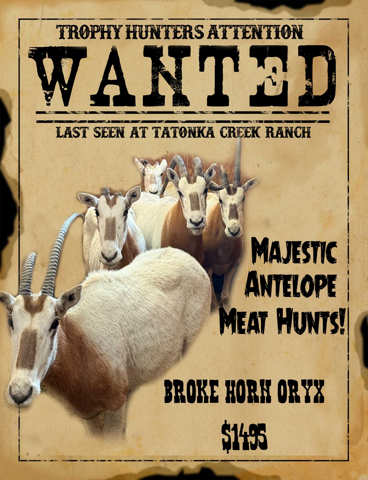 oryx-special-sale trophy scimitar horn oryx hunts in south texas