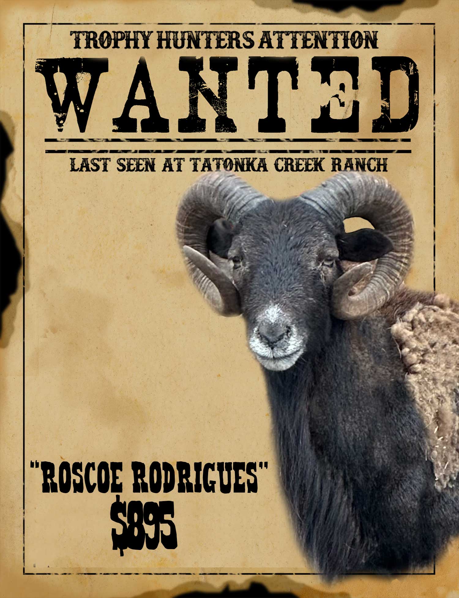 roscoe Full curl hawaiian ram hunt in south texas