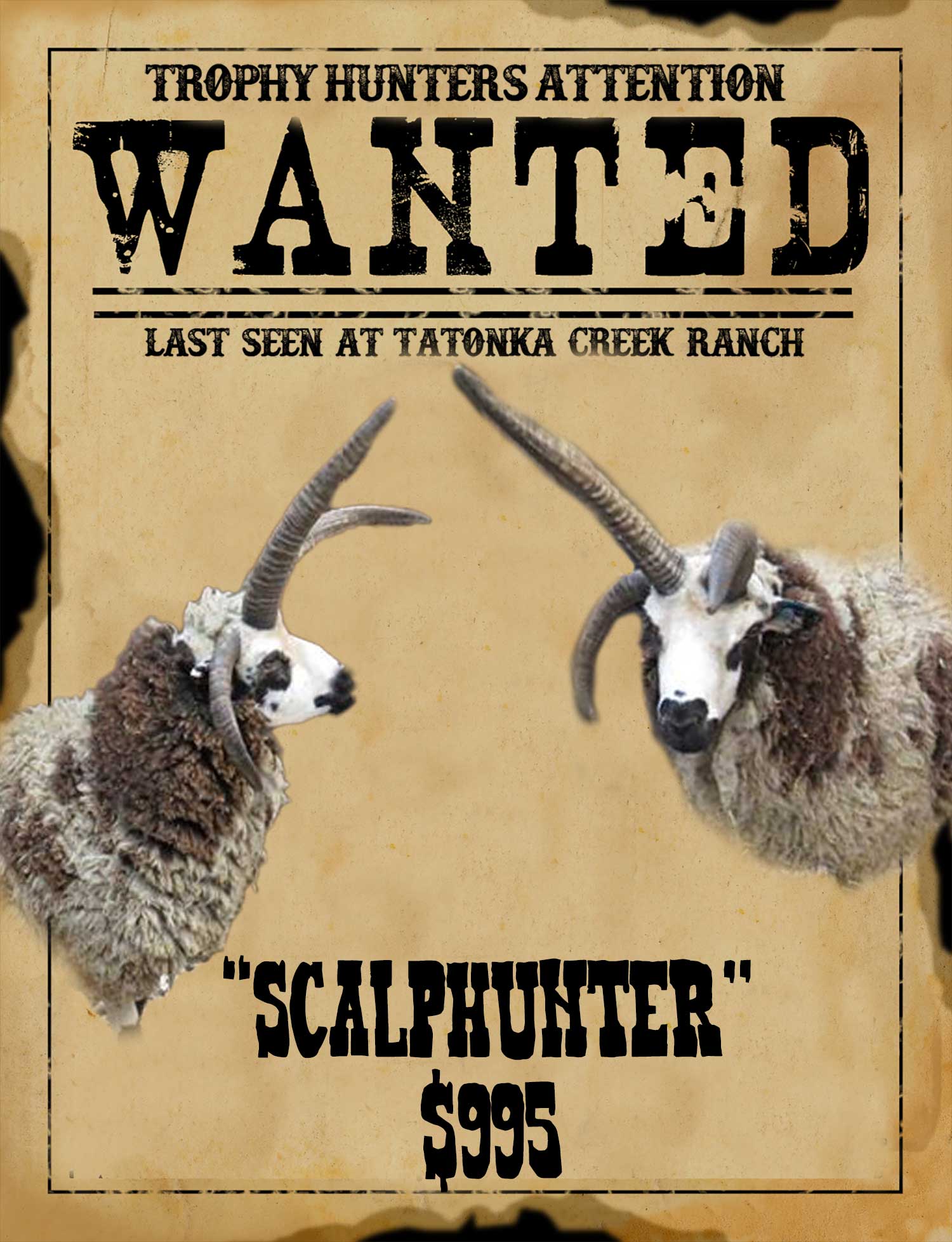 giant 4 horn ram hunt south texas