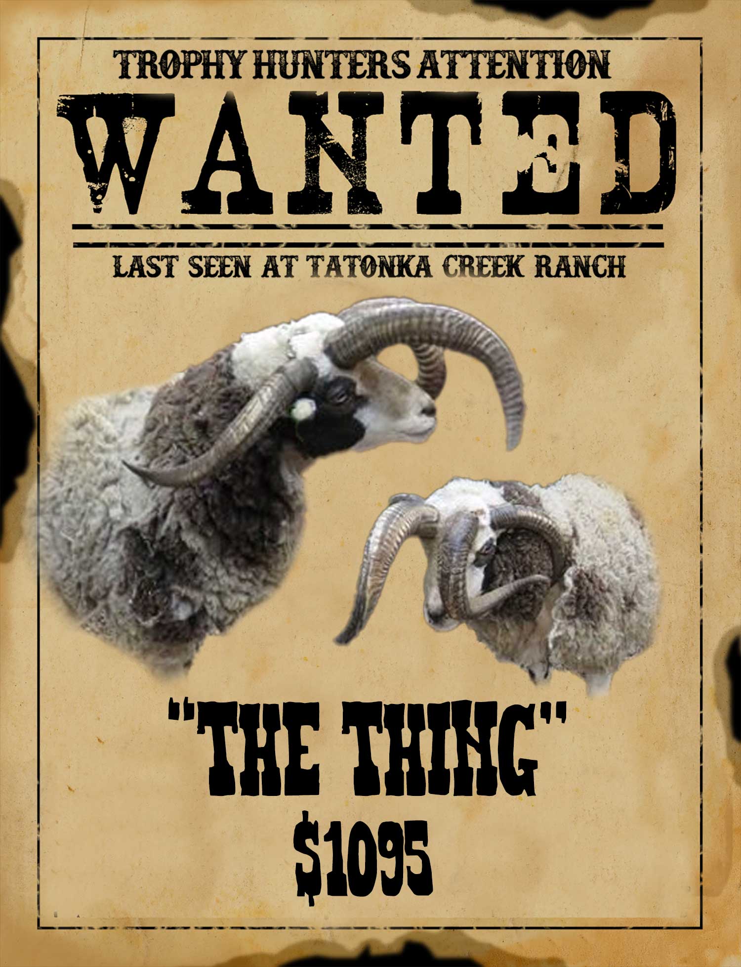 trophy 4 horn ram hunt in south texas