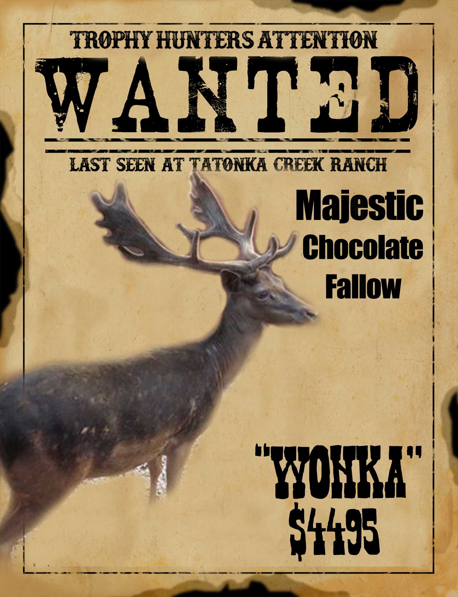 trophy chocolate fallow buck hunt in south texas