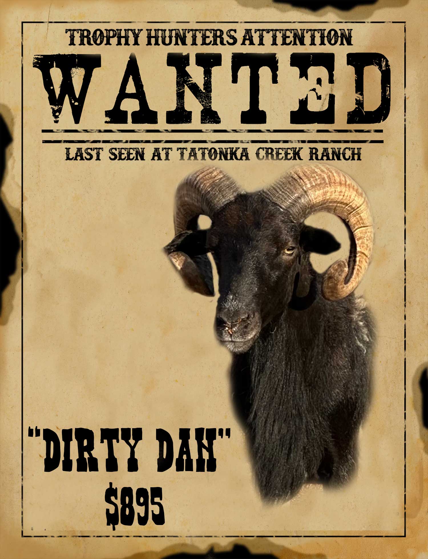 dirty-dan trophy hawaiian ram hunt in south texas