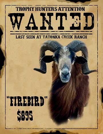 firebird trophy corsican sheep hunt in south texas