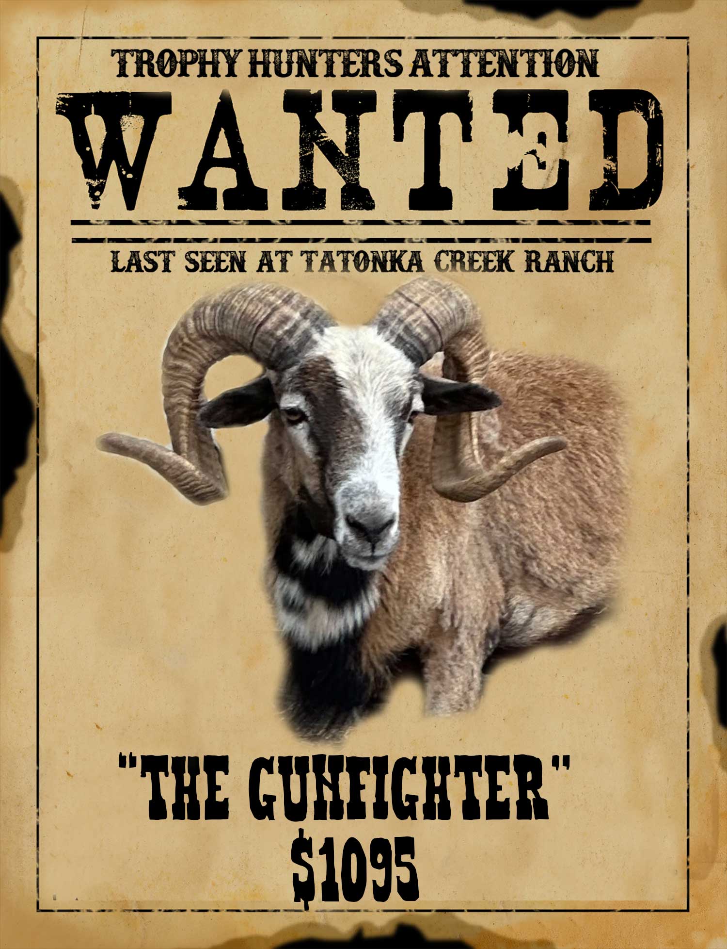 gunfighter trophy corsican ram hunt in south texas