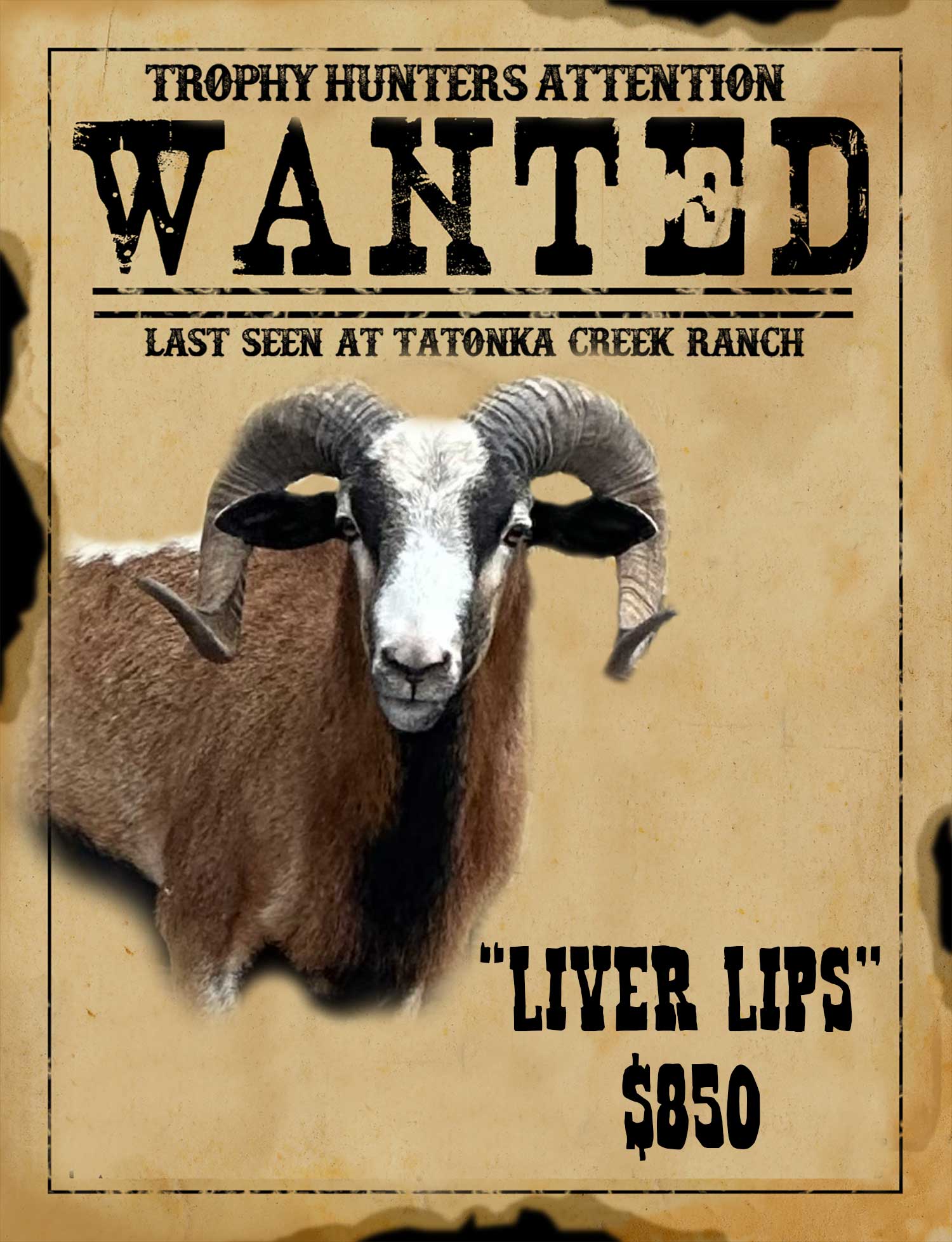 liver recordbook corsican ram hunt in south texas