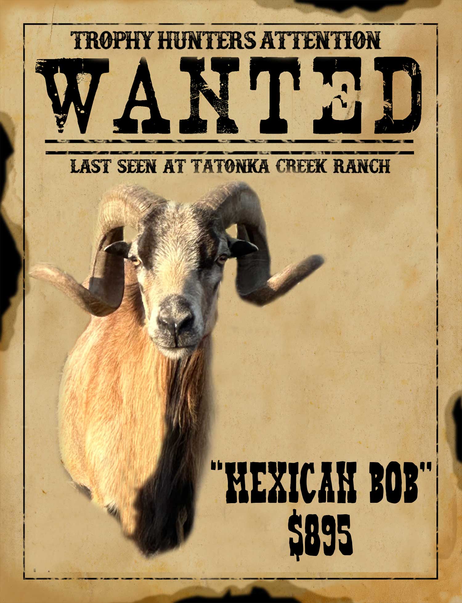 mexican-bob trophy corsican ram hunt in south texas