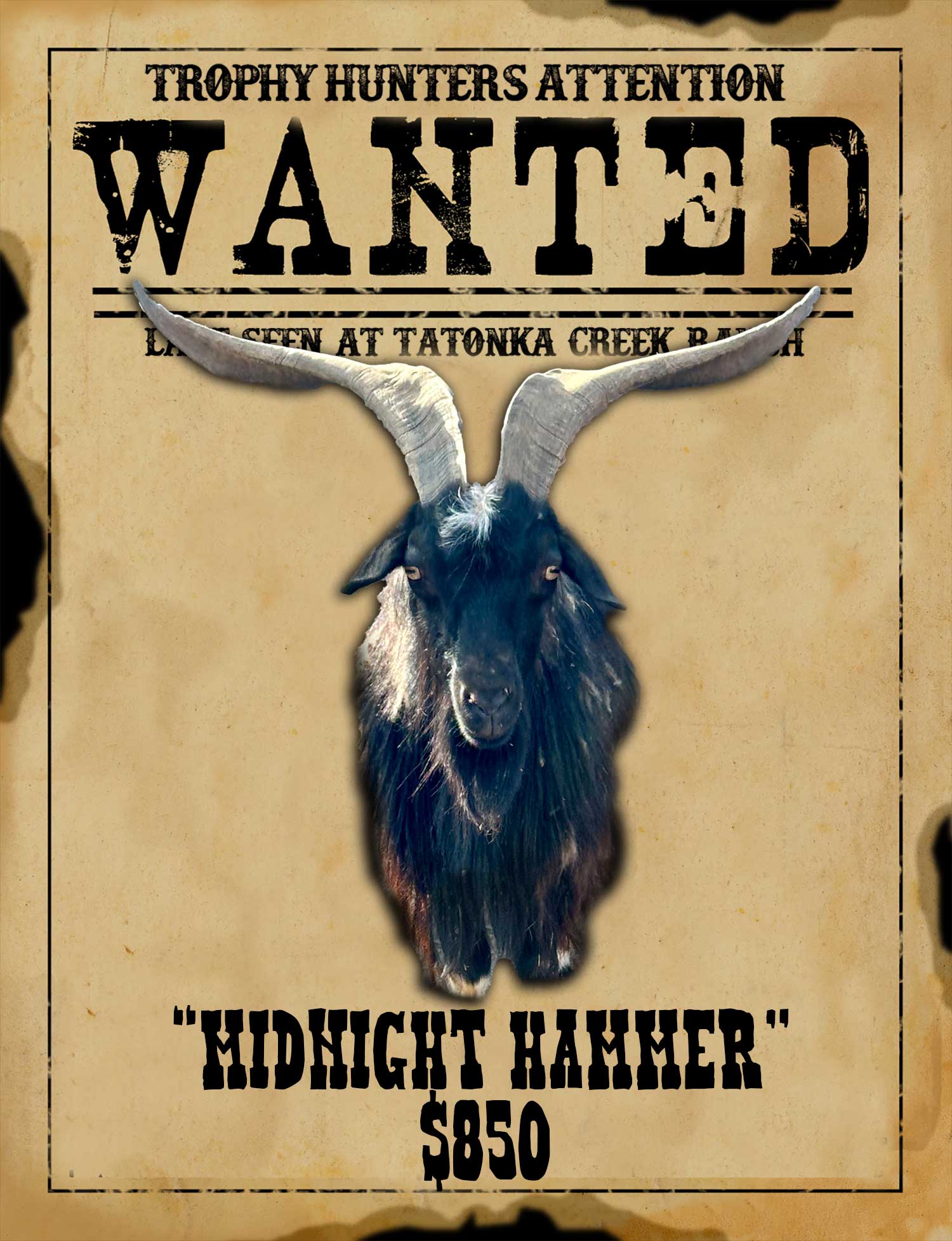 midnight-hammer trophy catalina goat hunt in south texas