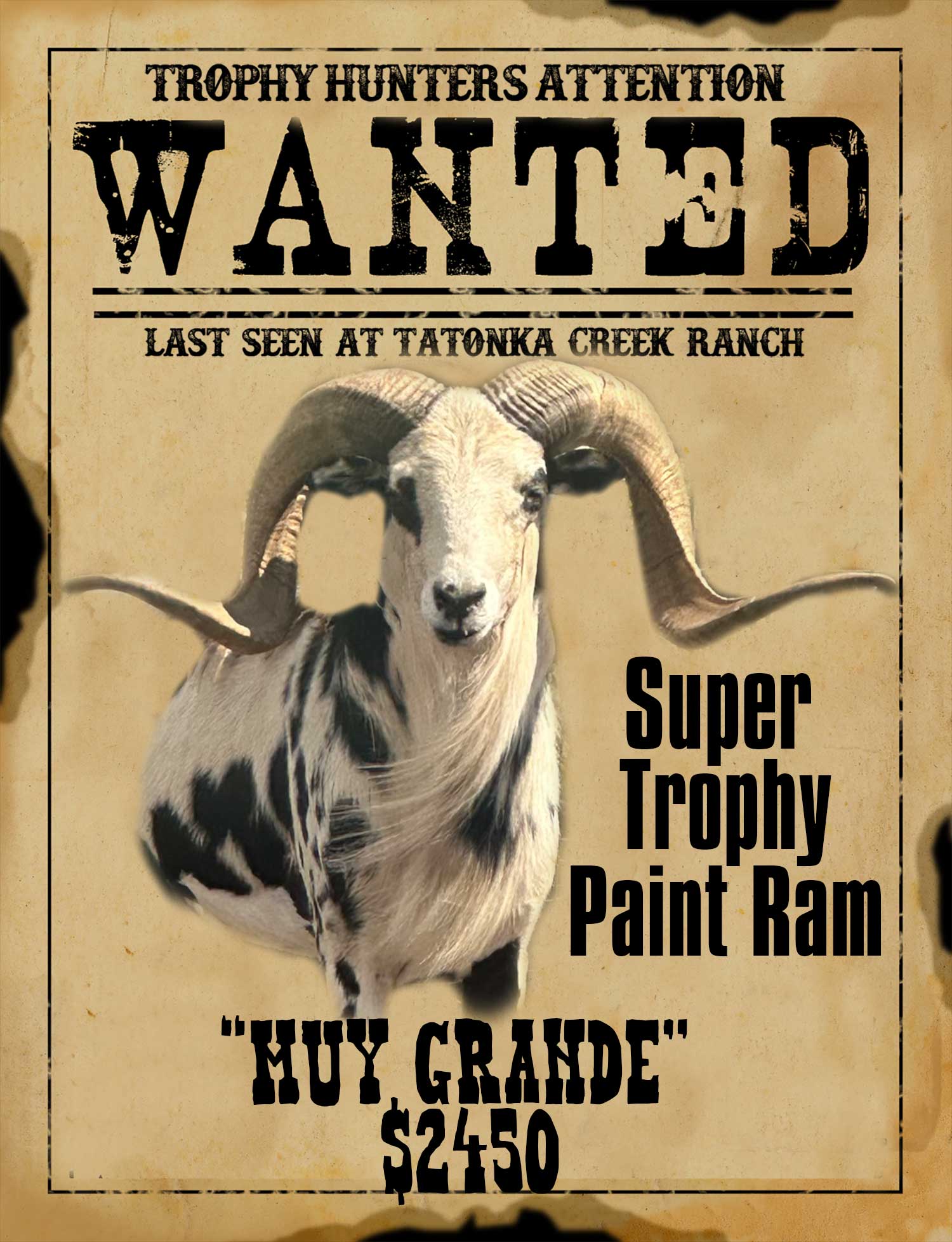 muy-grande monster painted desert ram hunt in south texas