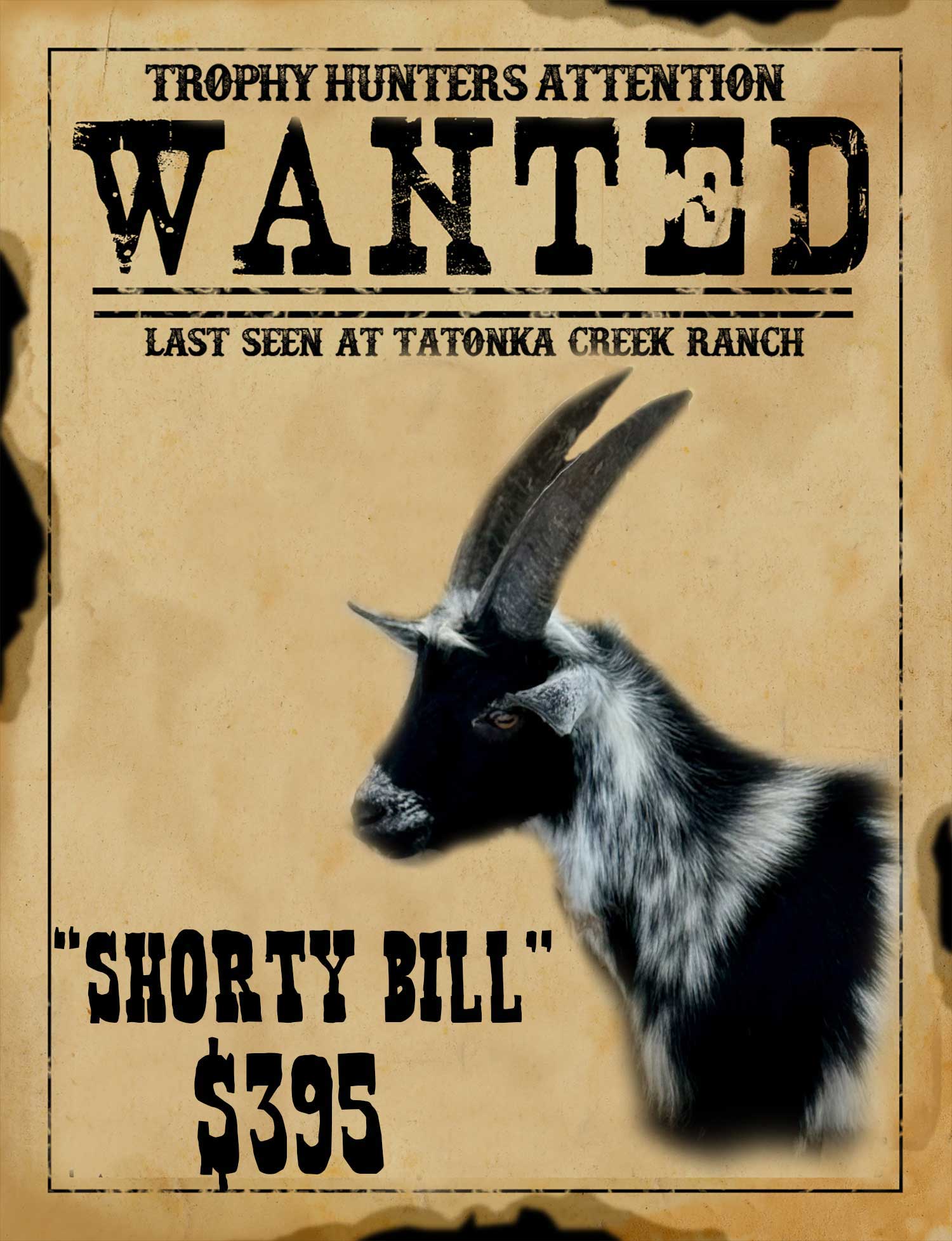 shorty-bill trophy ibex goat hunt in south texas