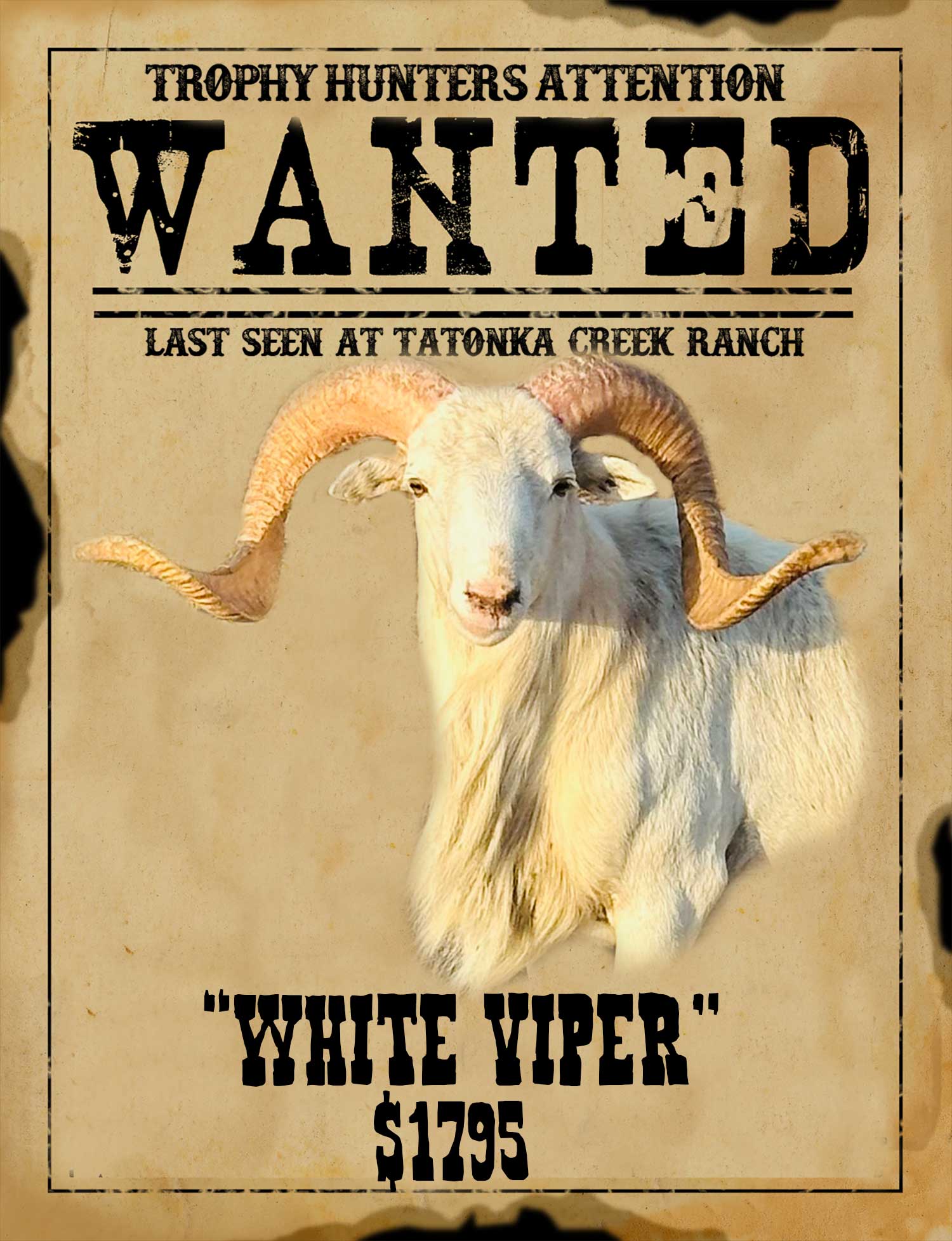 white-viper trophy class texas dall ram hunt in south texas