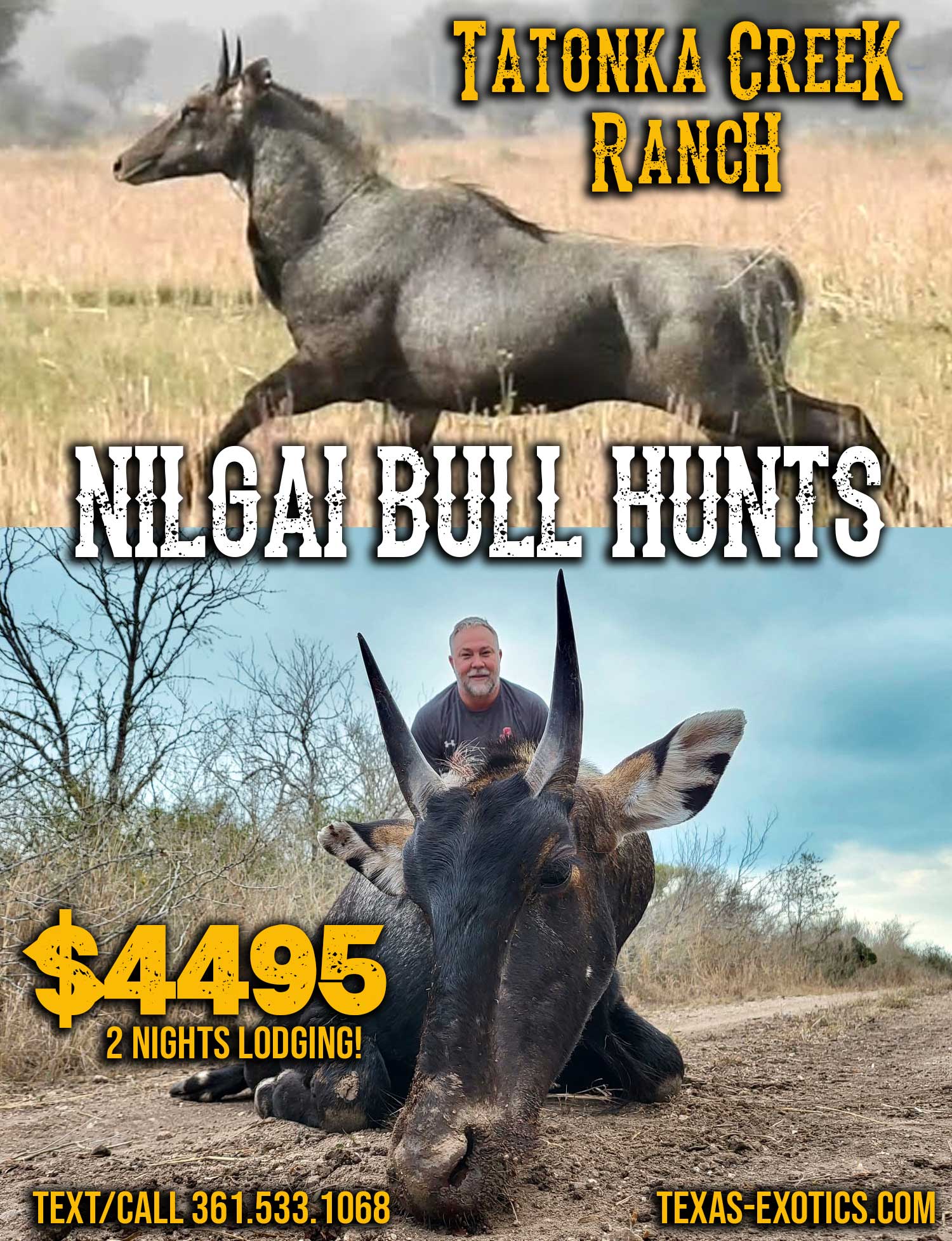 trophy nilgai bull hunts in south texas
