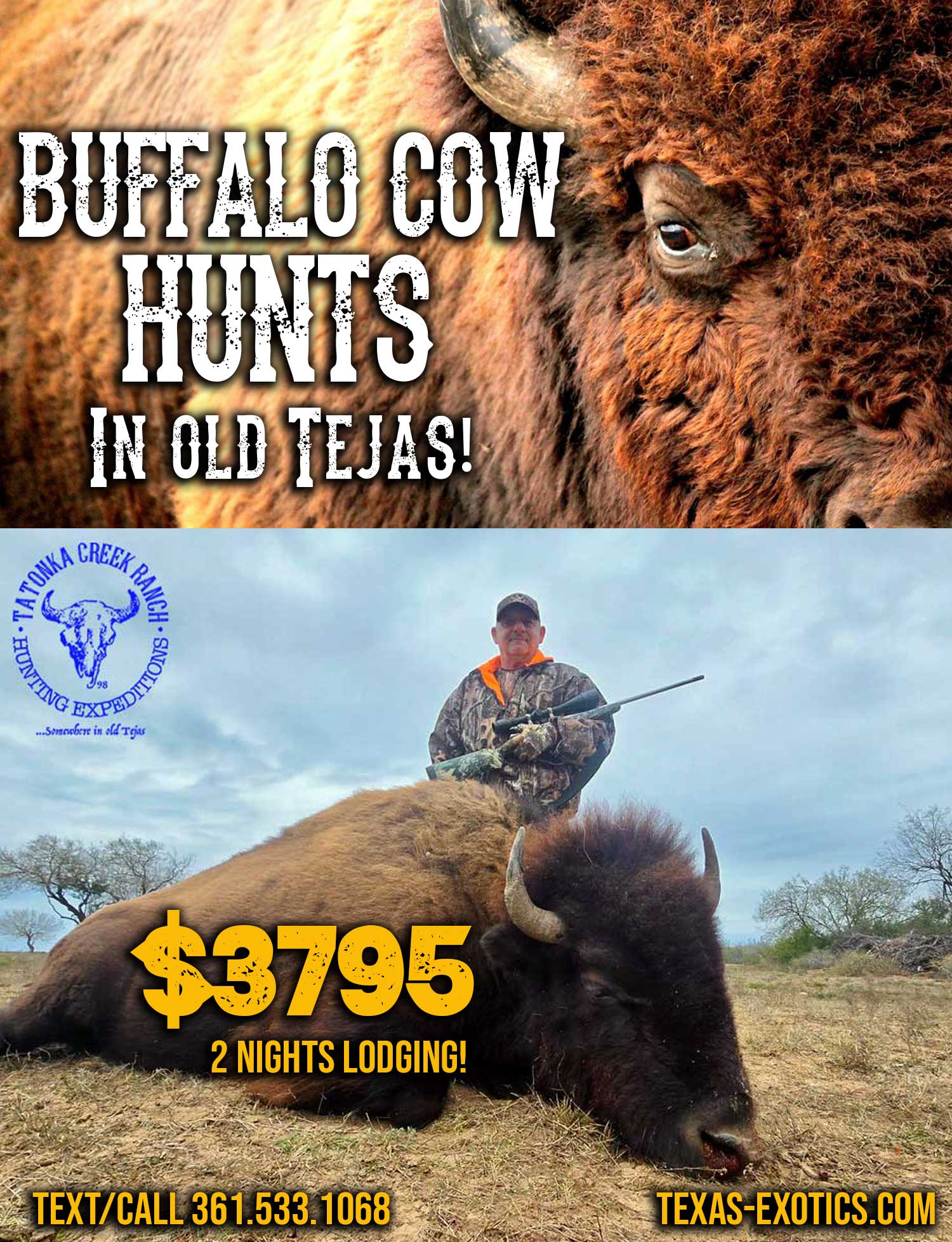 Huge bison cow hunts in south texas