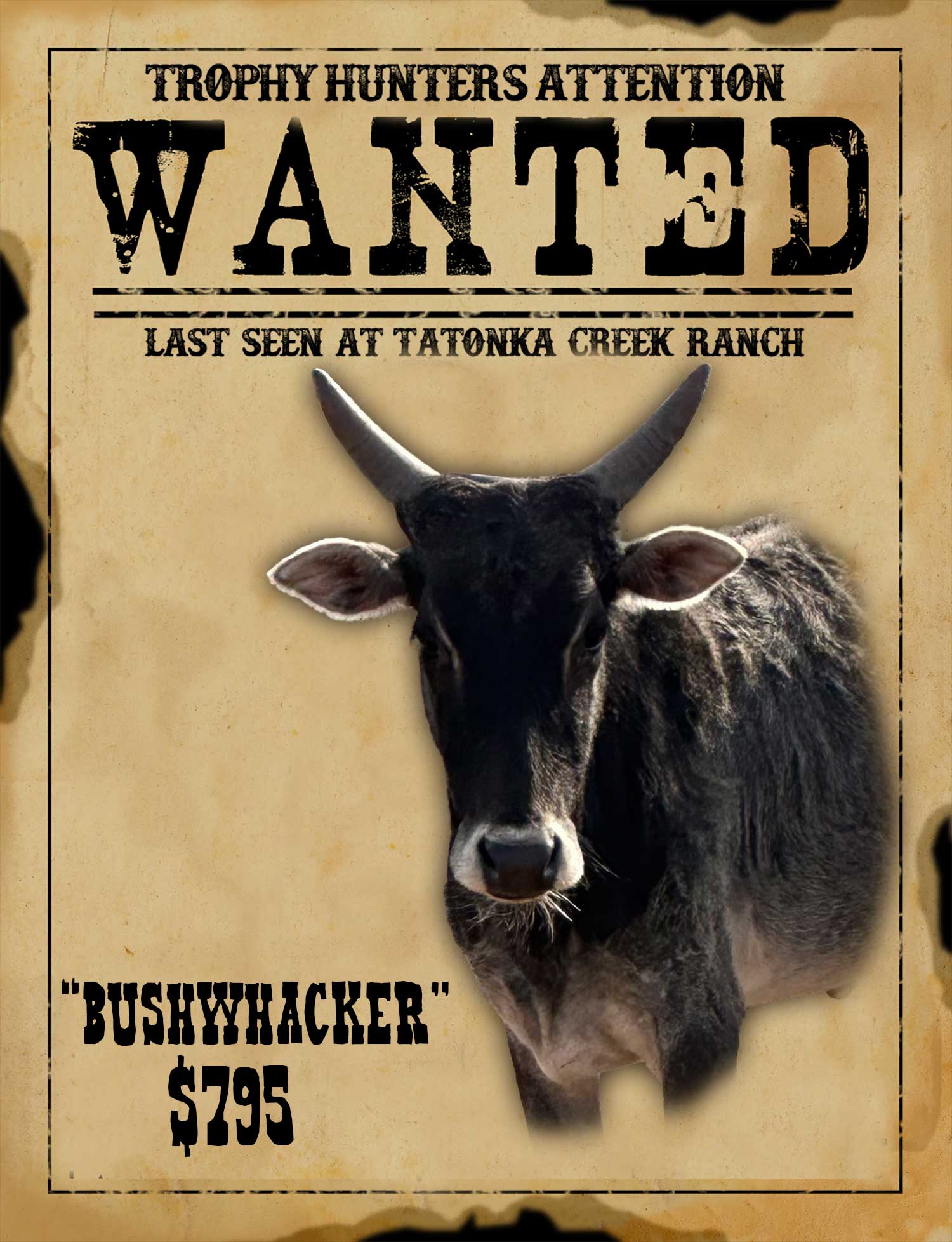 zebu meat hunt in south texas