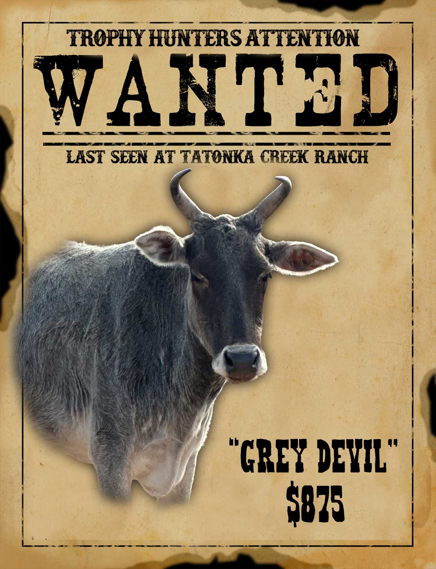 zebu meat hunt in south texas