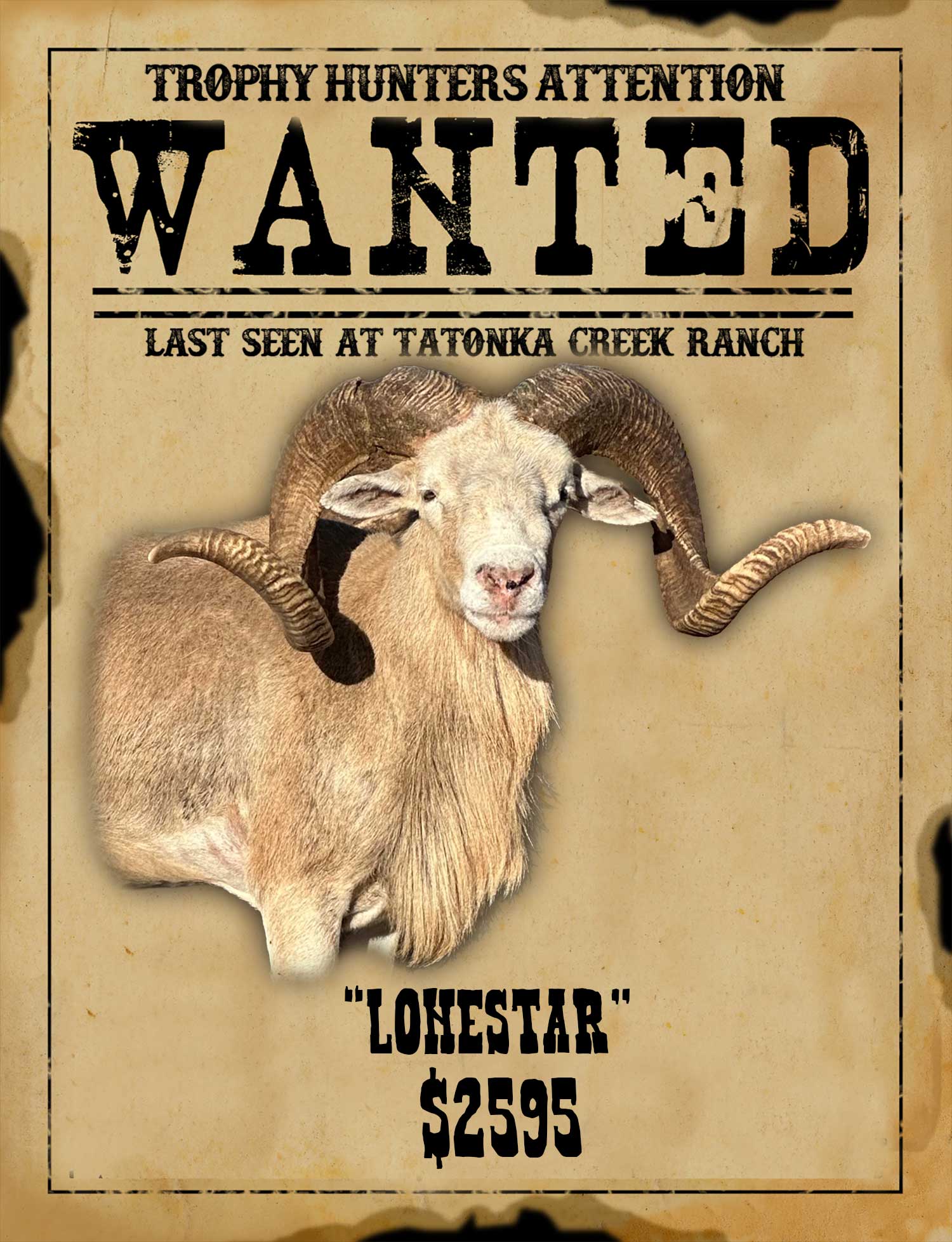 trophy class dall ram hunt in south texas