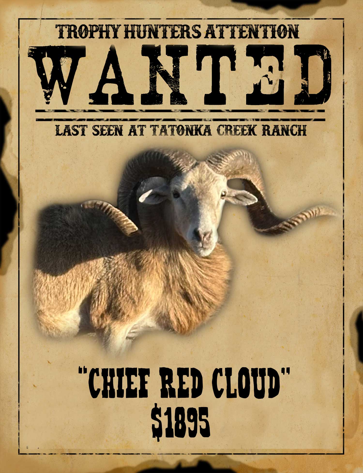 trophy class strawberry dall ram hunt in south texas