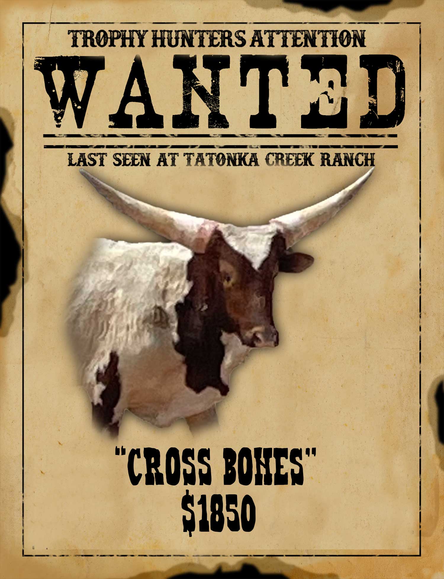 trophy watusi Hunt in south texas