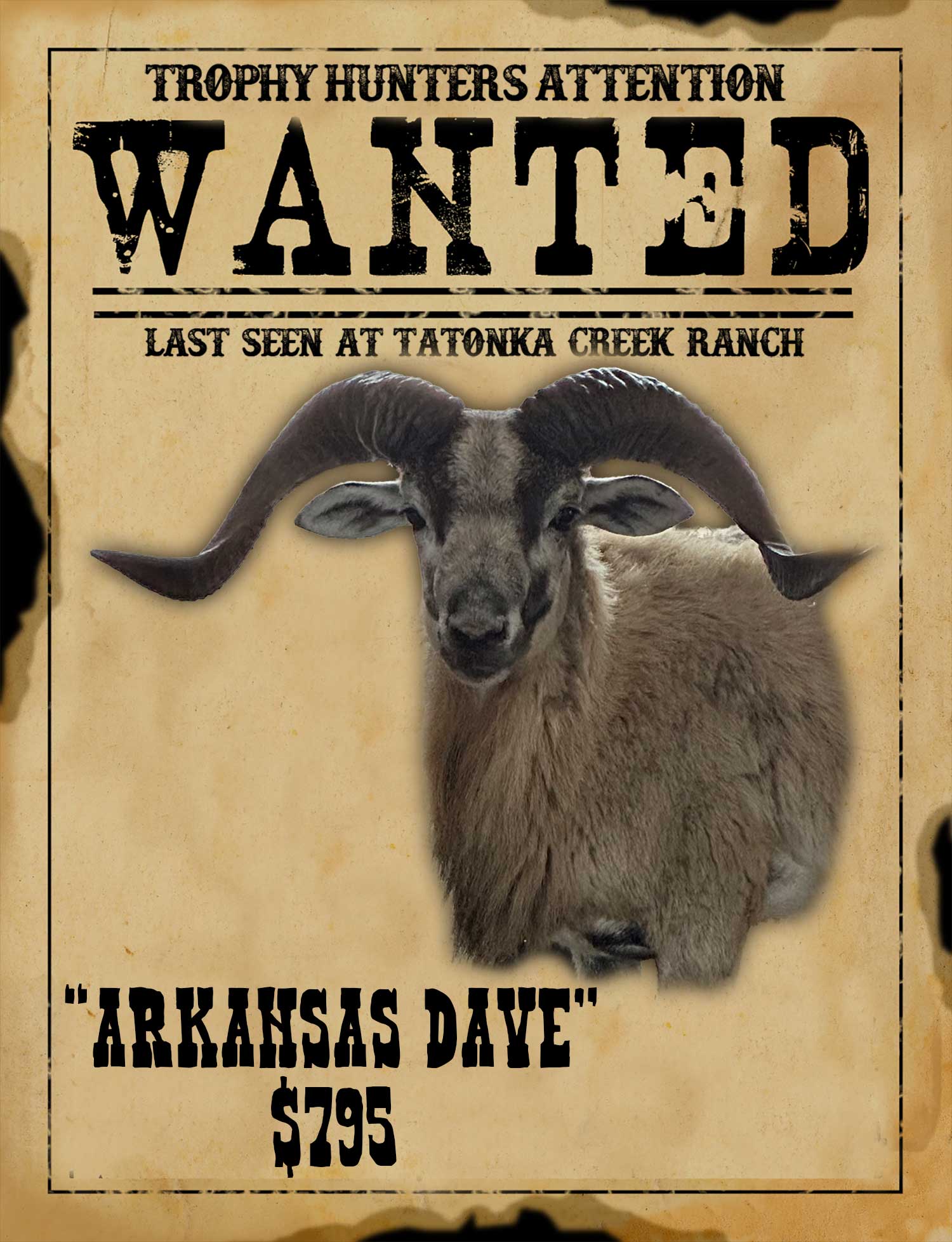 trophy class corsican sheep hunt in south texas