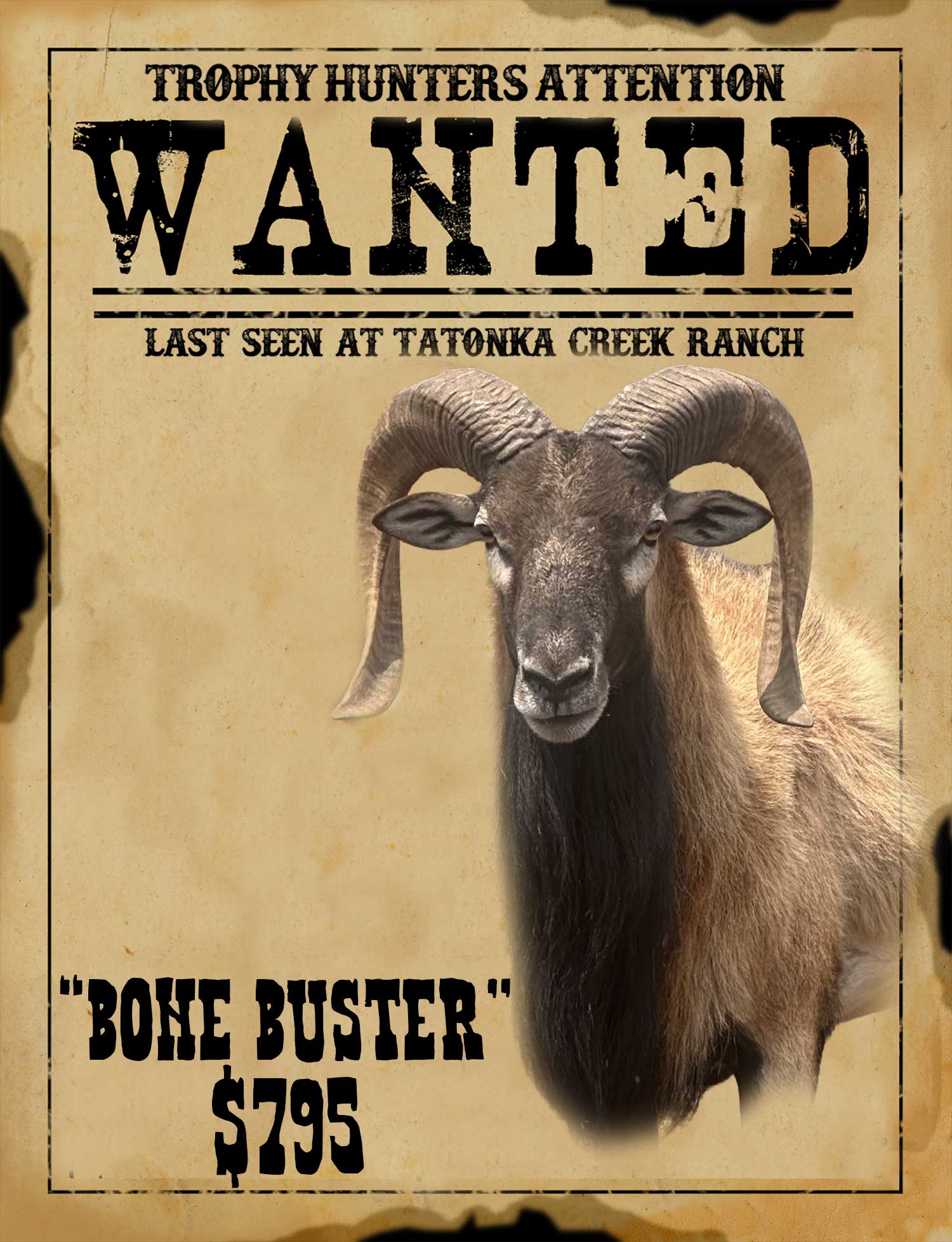 trophy ram hunt in south texas