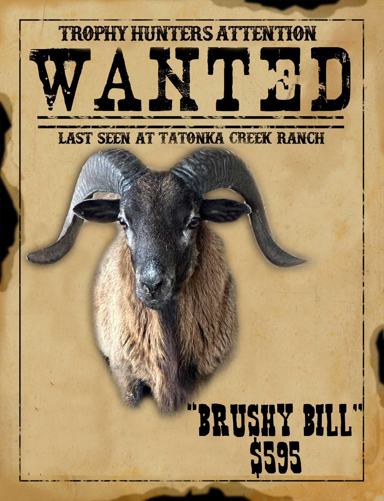 corsican ram hunt in south texas