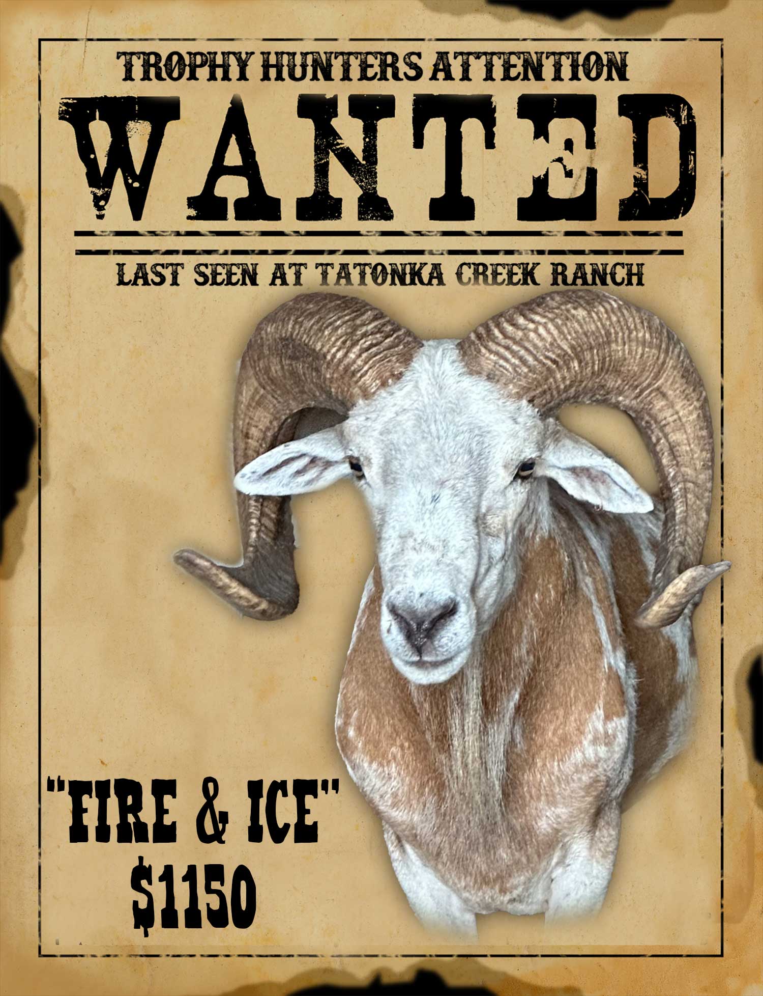 trophy painted desert ram hunt in south texas