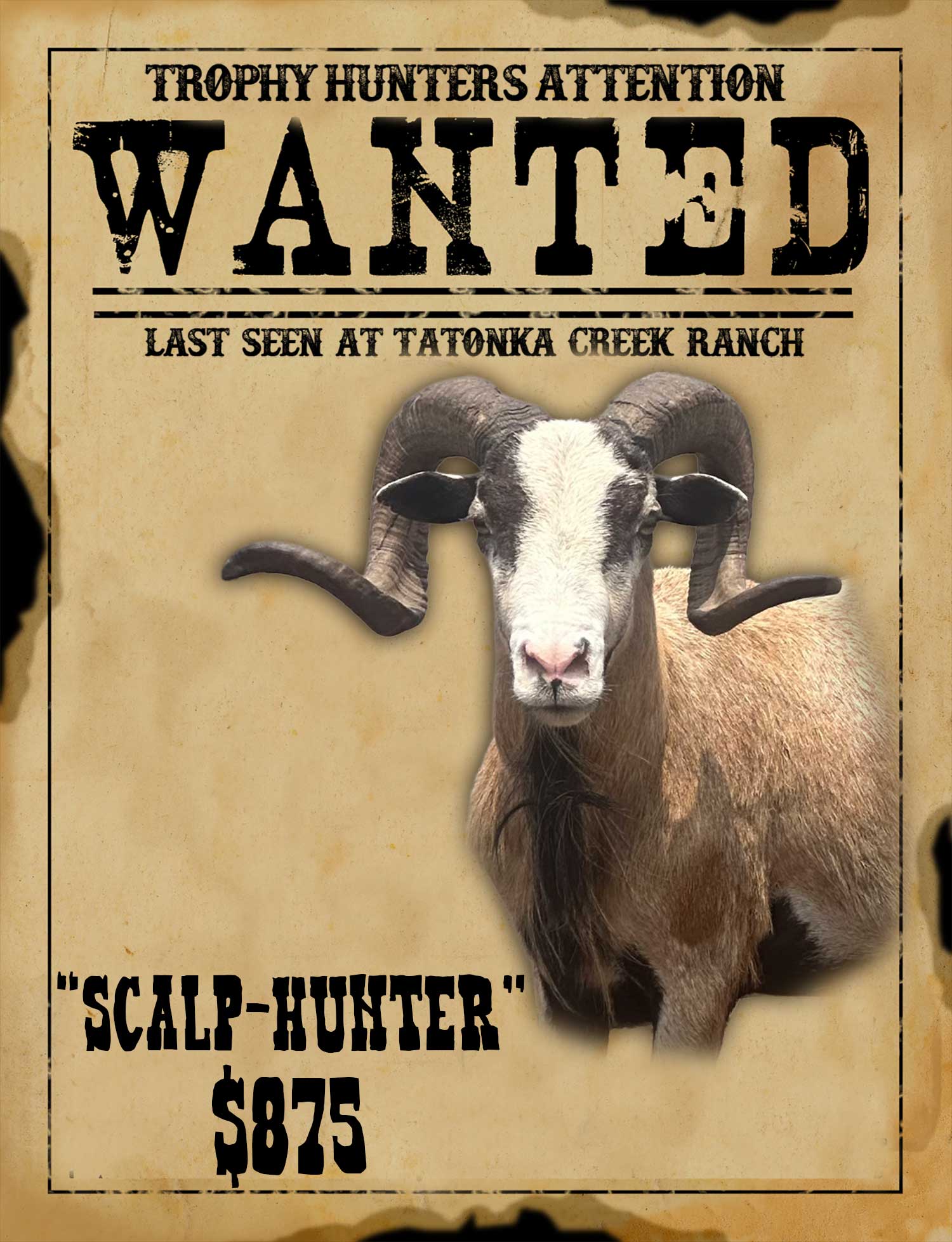 record book corsican ram hunt in south texas