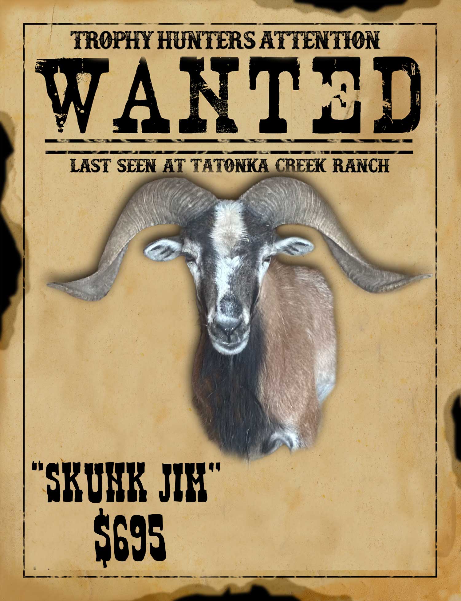 trophy class ram hunt in south texas
