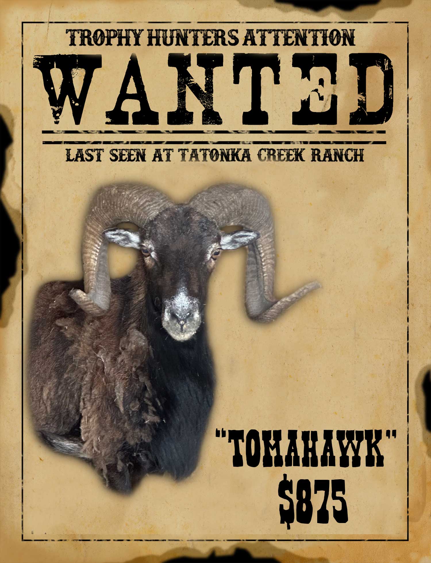 mouflon ram hunt in south texas