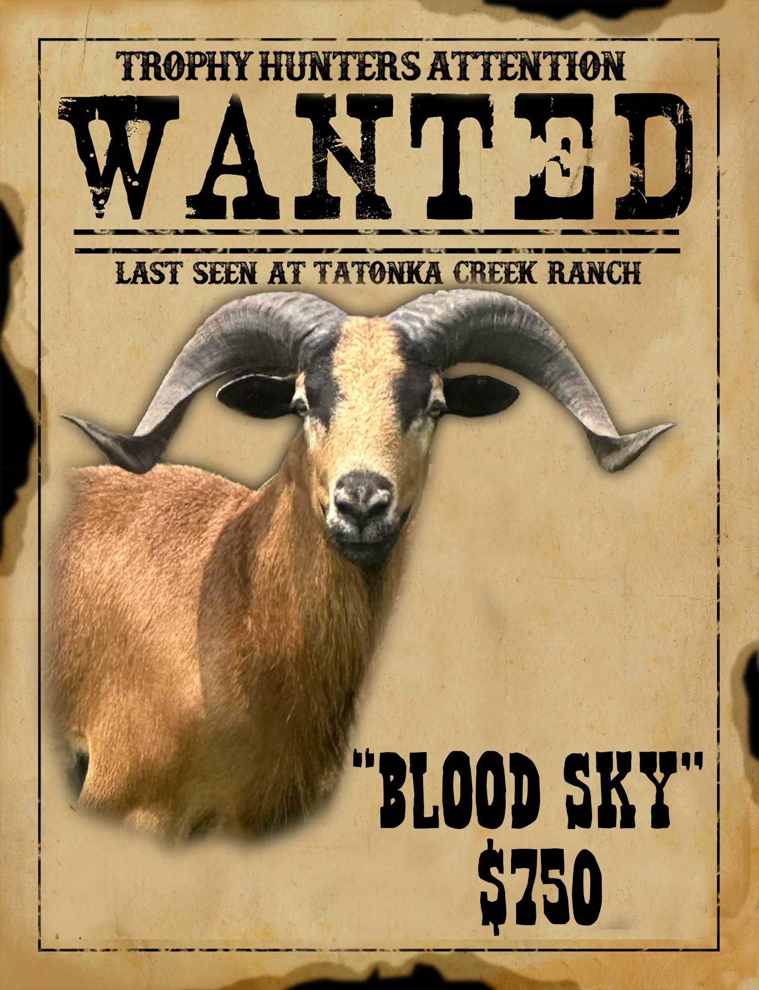 corsican ram hunt in south texas