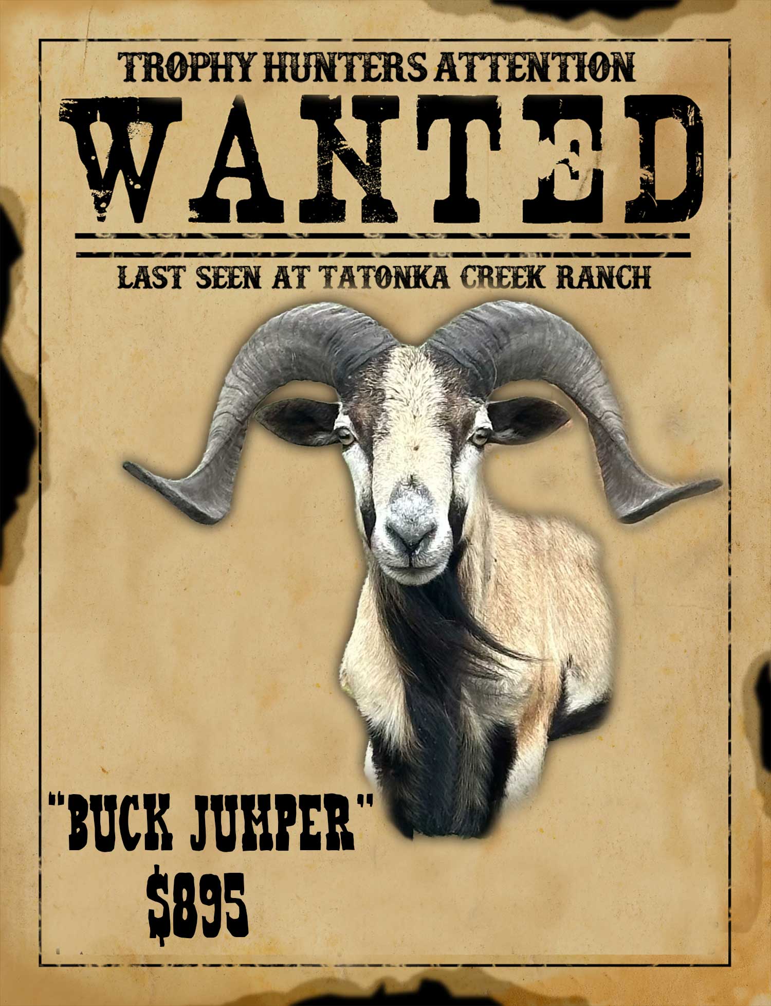 trophy class corsican ram hunt in south texas